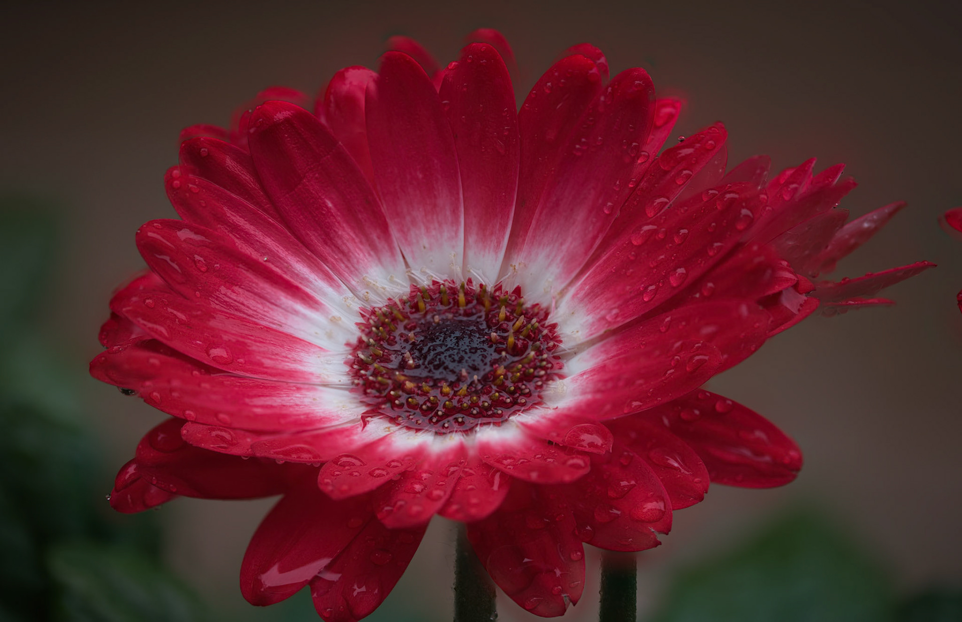 Gerbera Daisies
