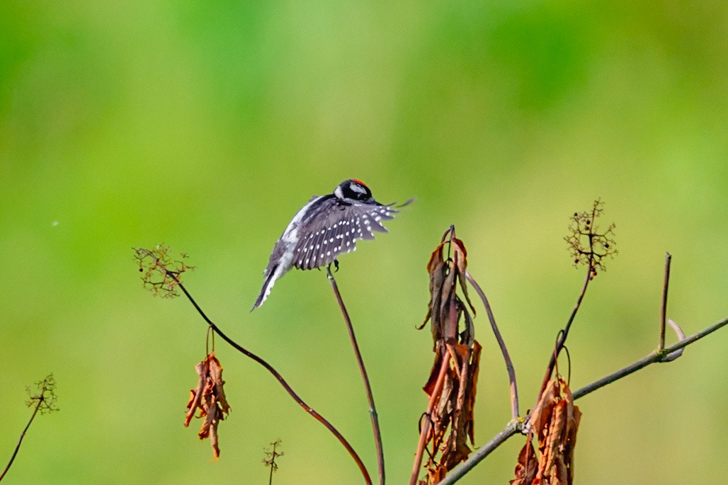 Downy Woodpecker
