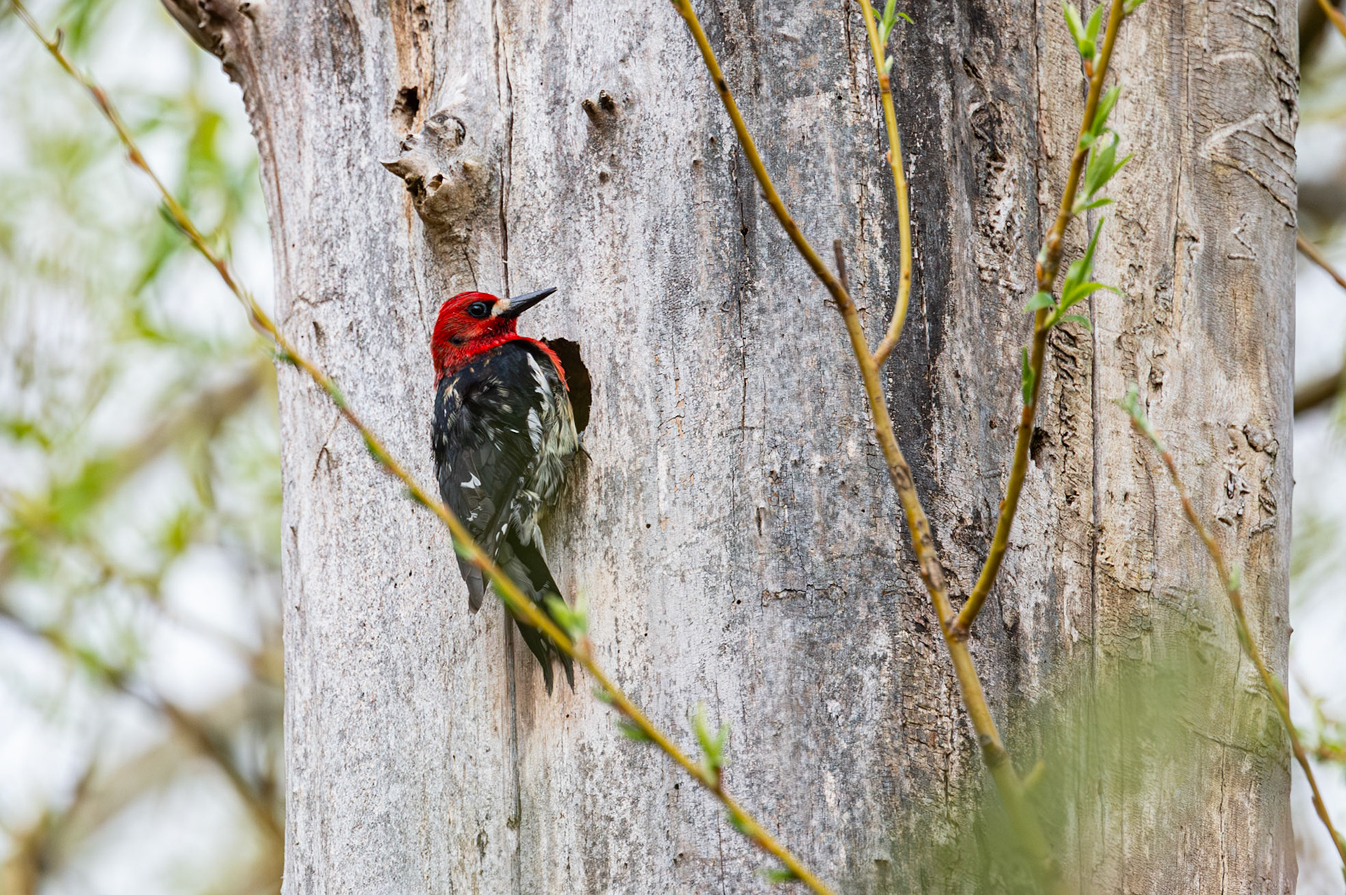 Red breasted Sapsucker