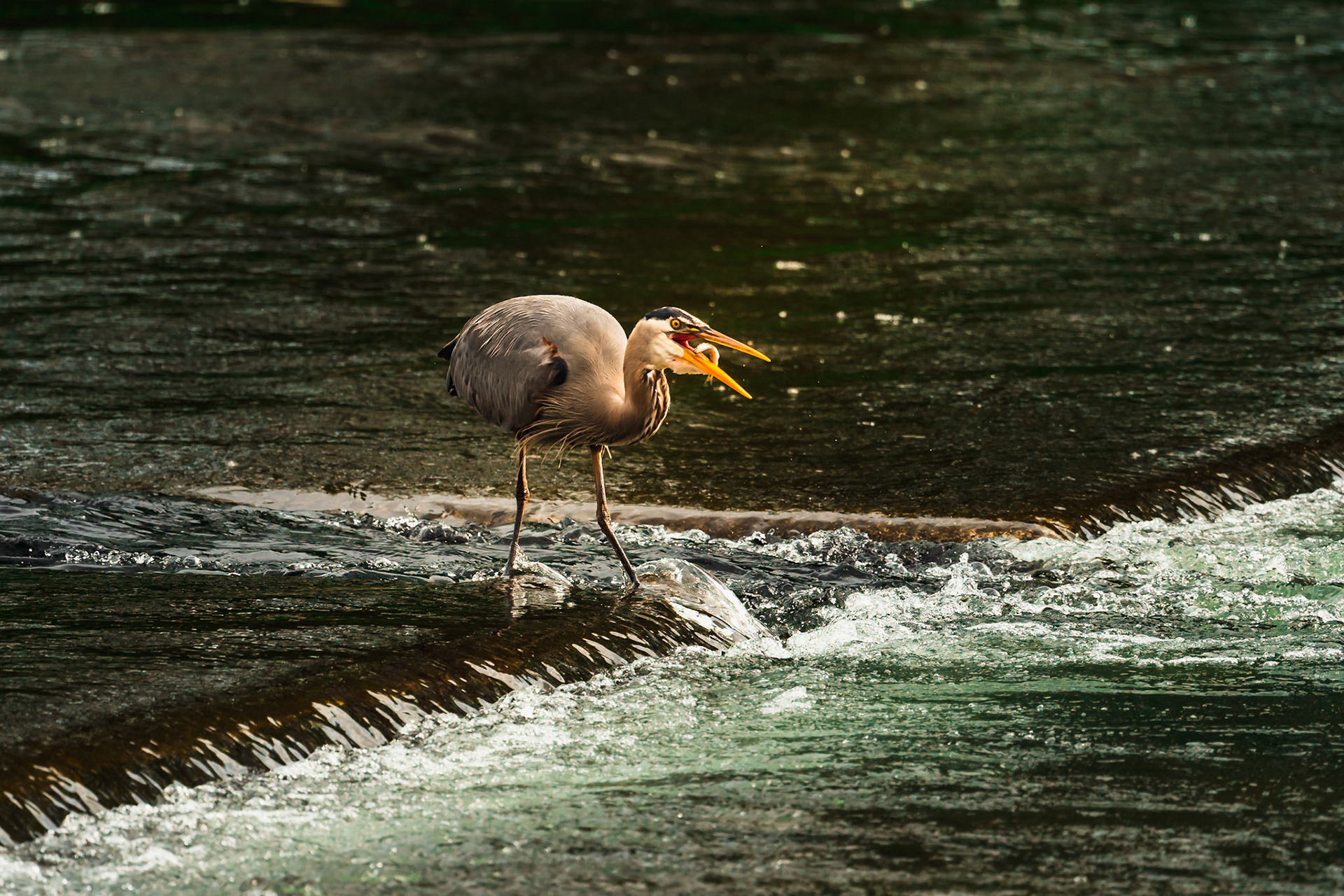 Blue heron with a fish