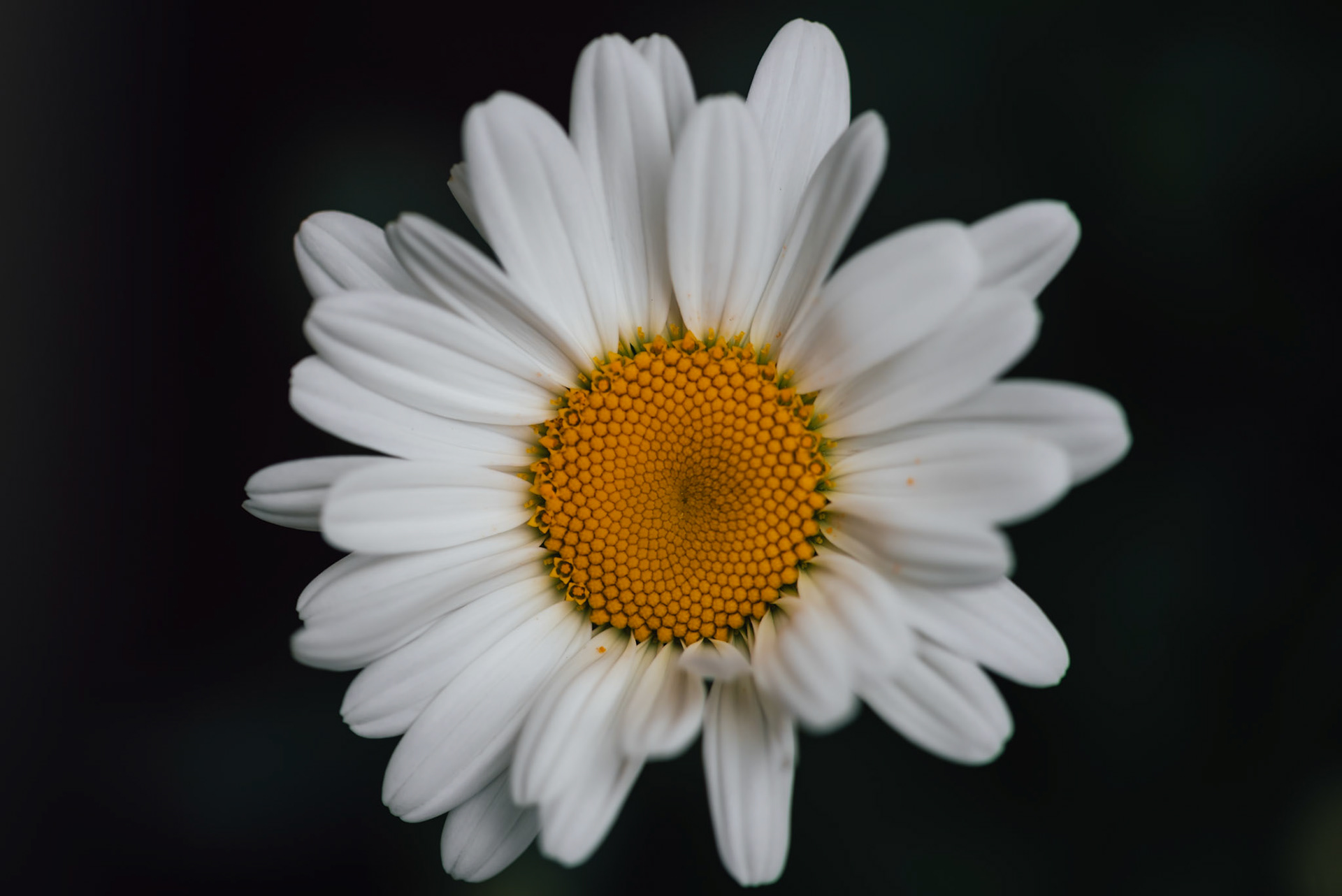 Shasta Daisies