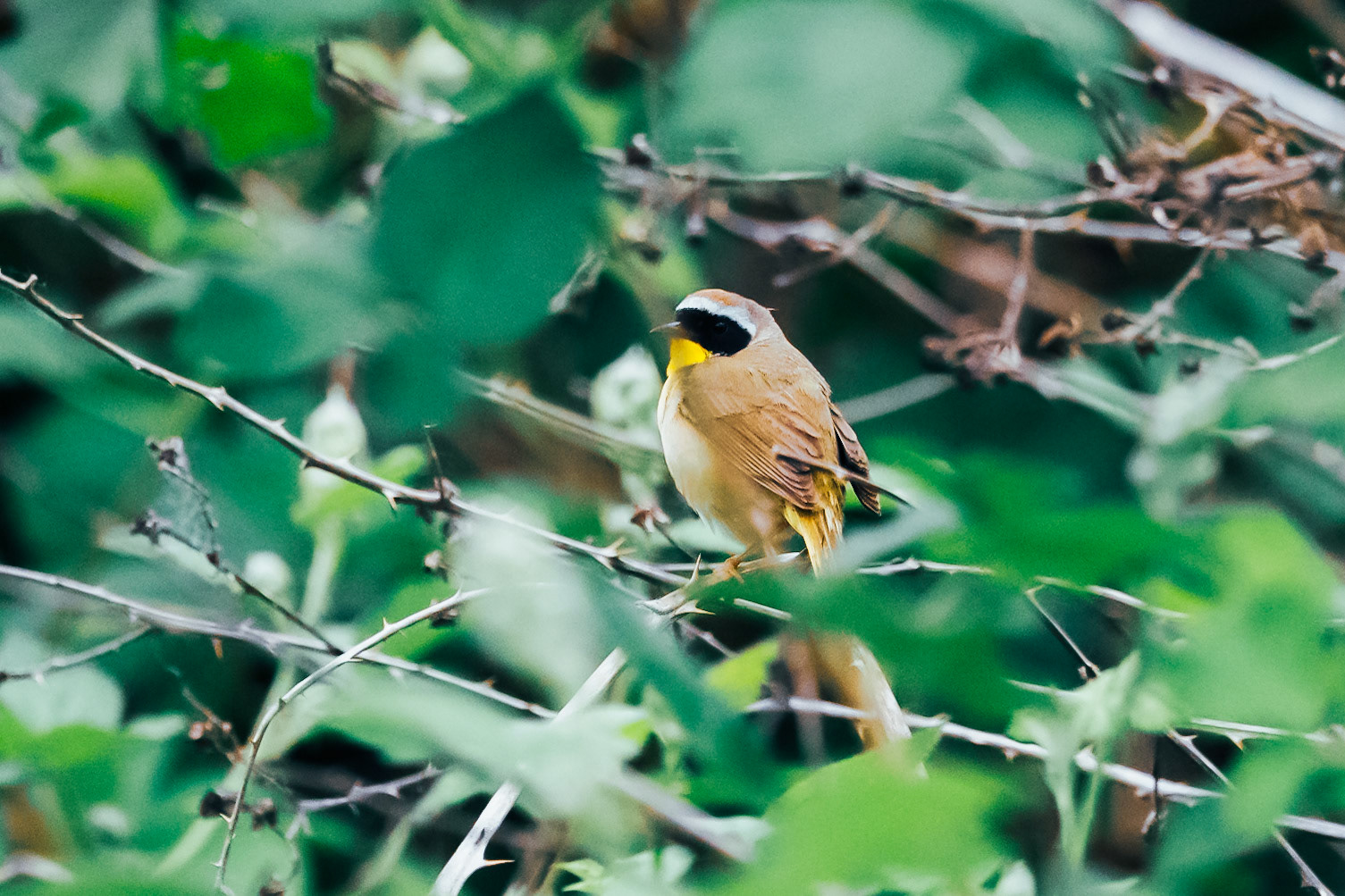 Common Yellowthroat