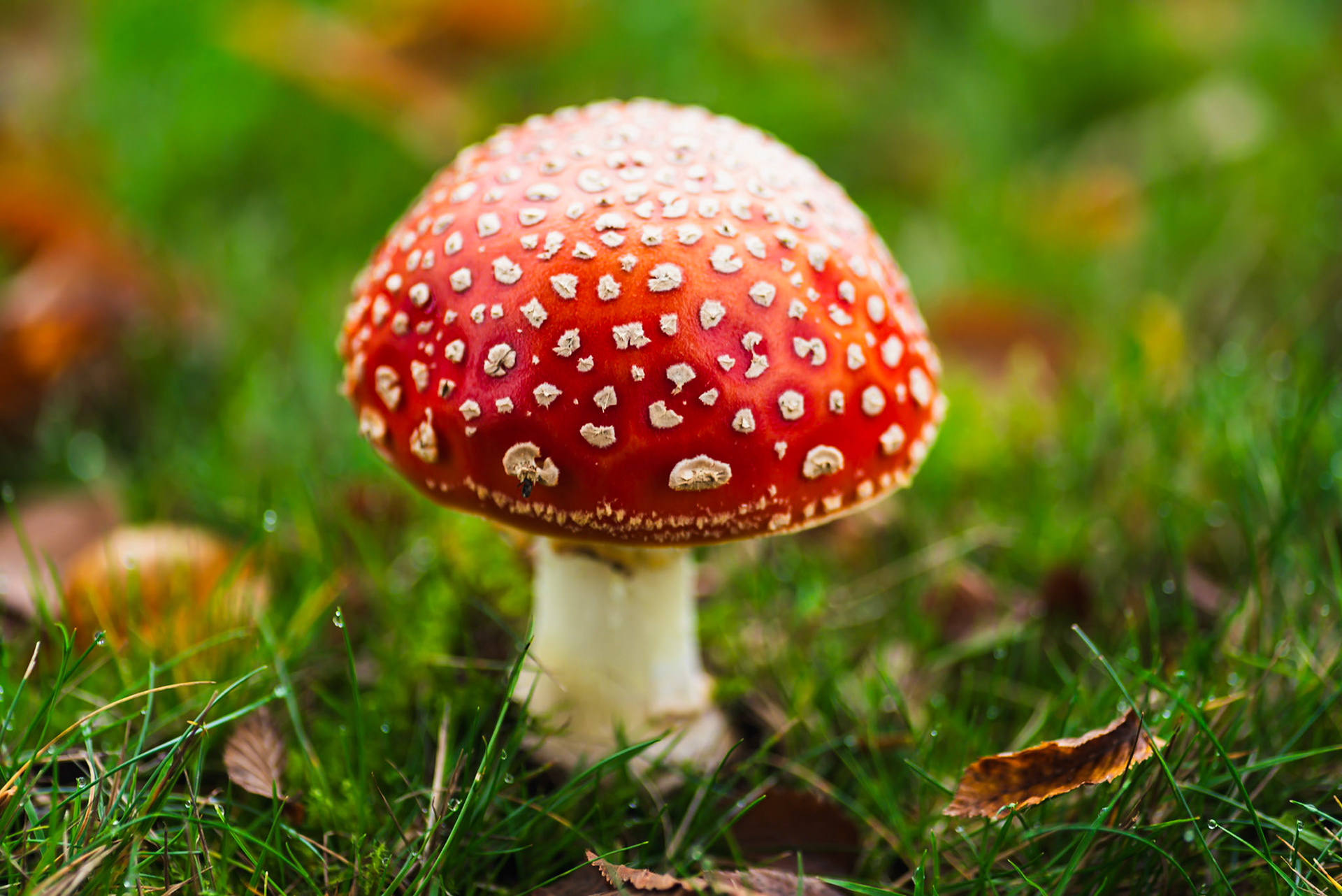 Mushrooms