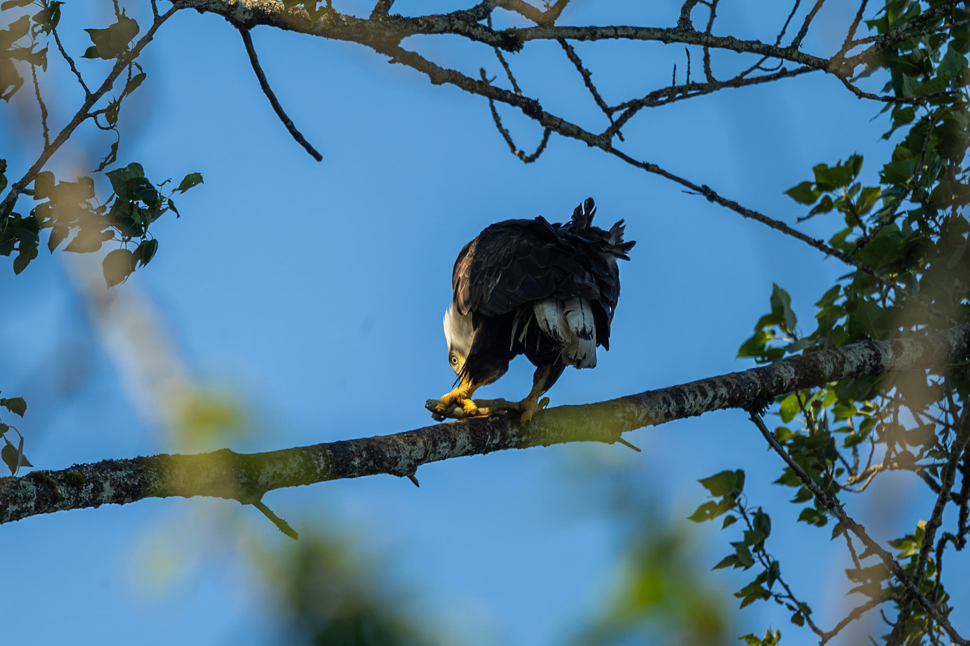 Bald Eagle eating a fish