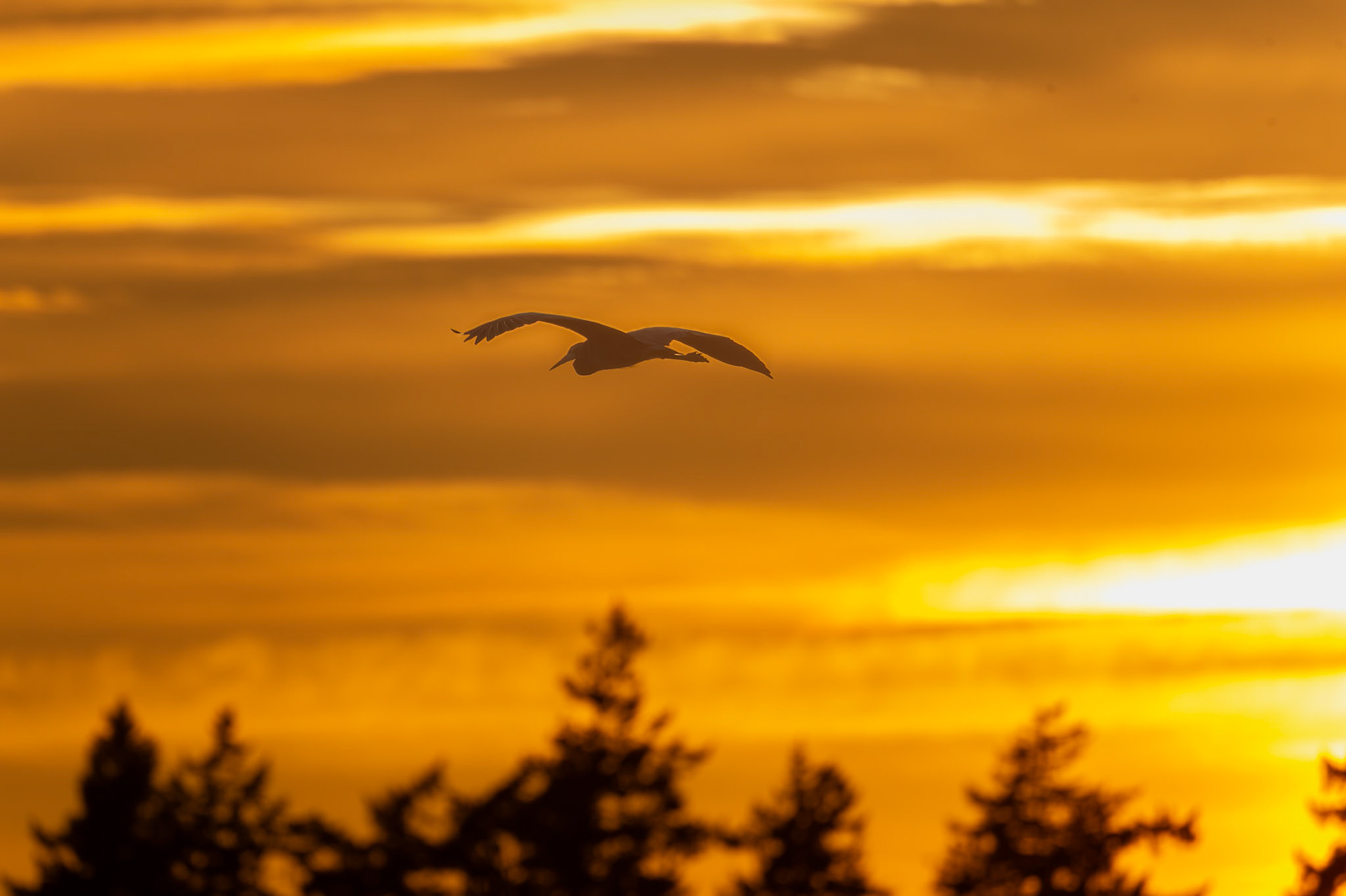 Blue Heron in flight