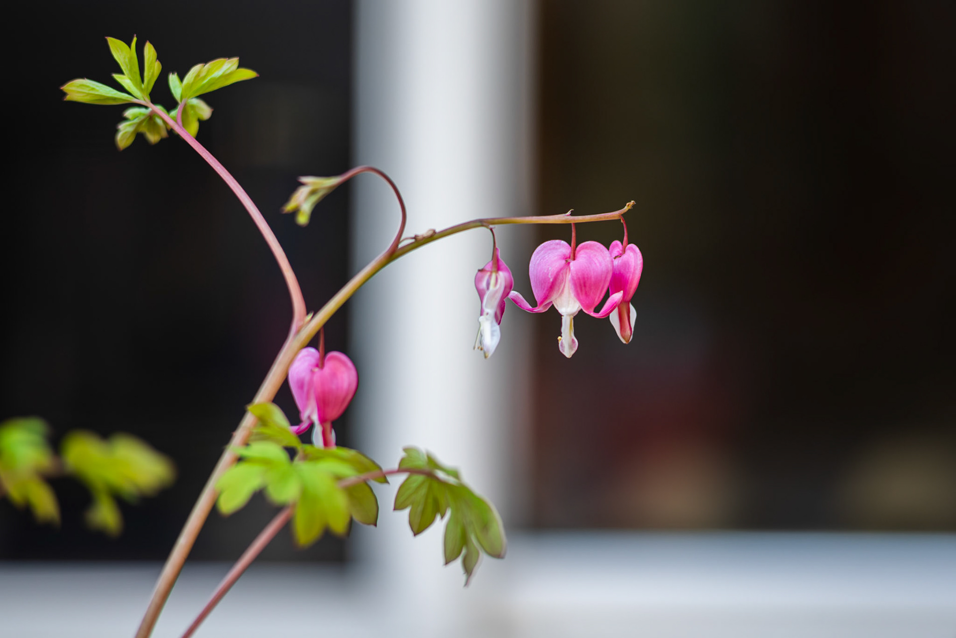 Bleeding Heart