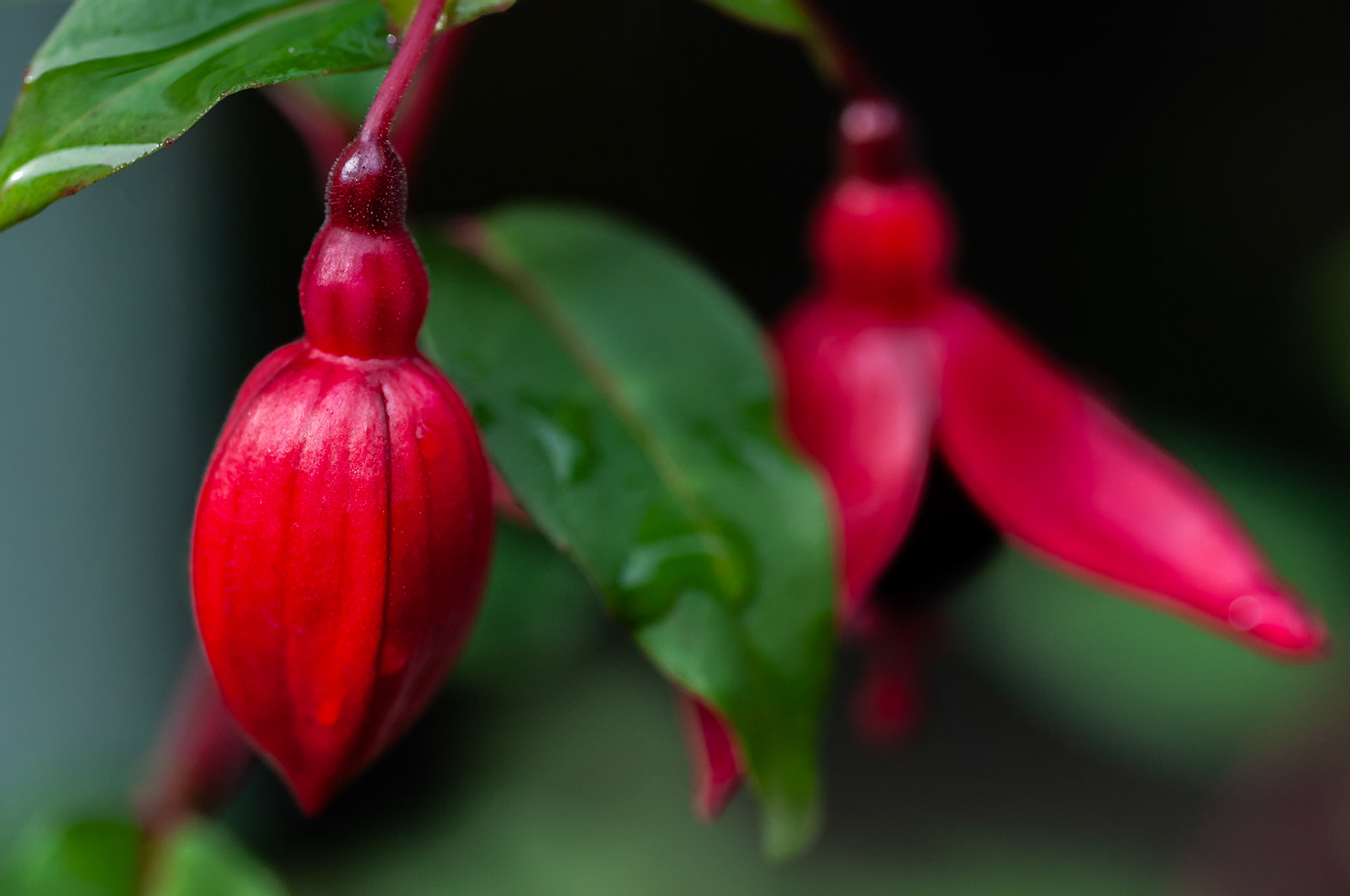 Fuchsia