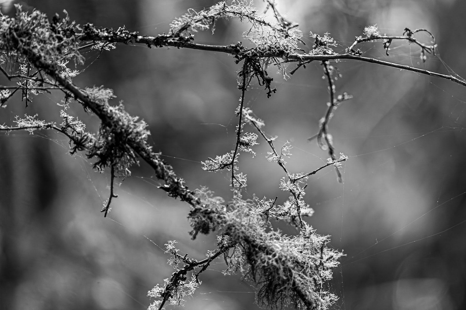 Tree Moss