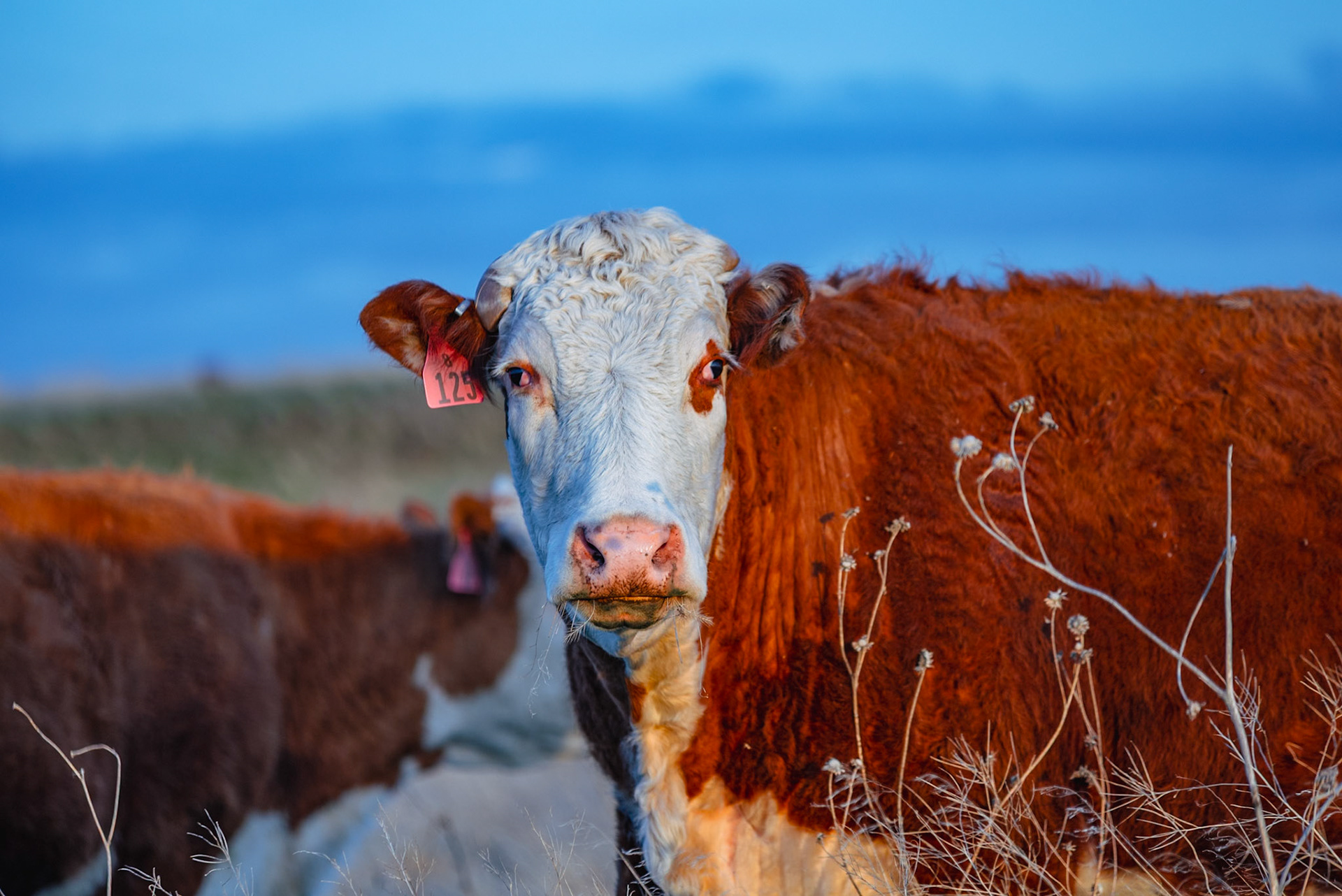 Cow