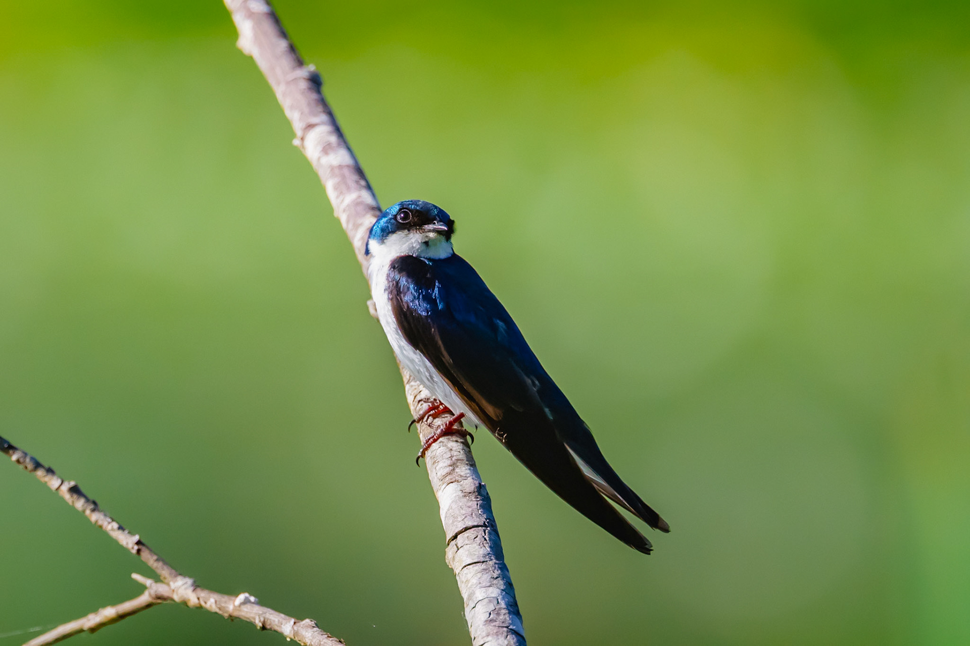 Tree Swallow