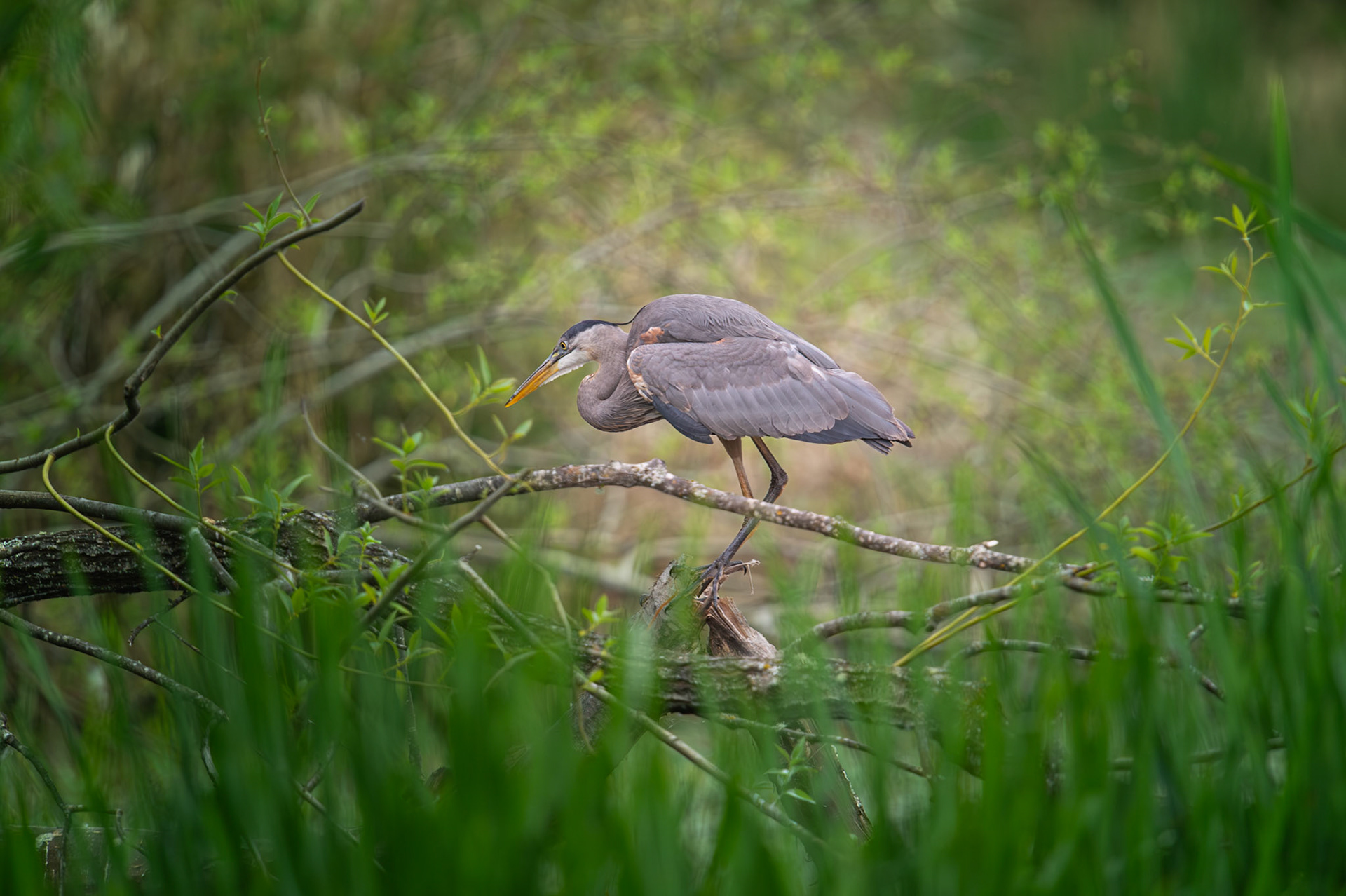 Great Blue Heron