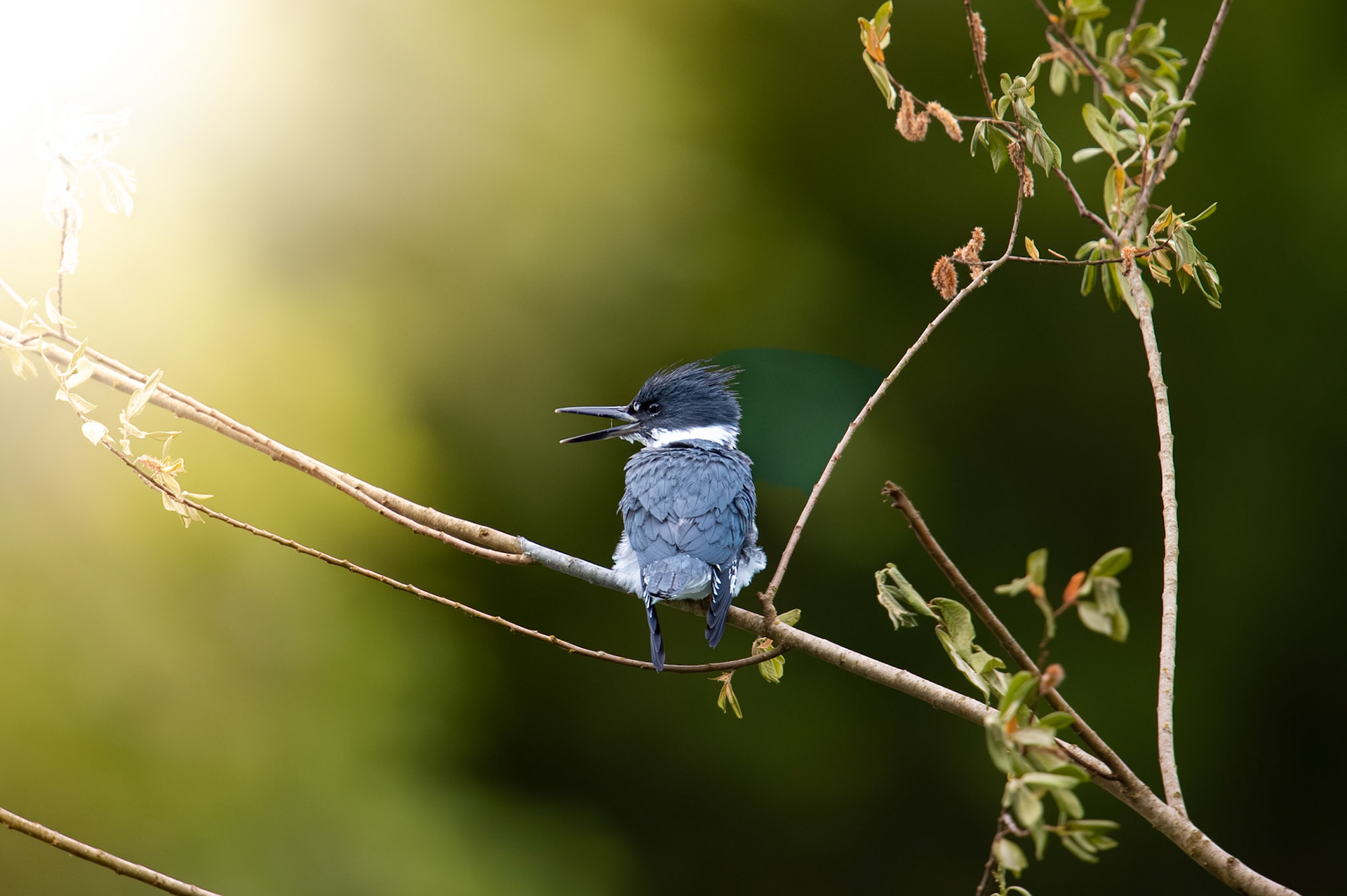 Belted Kingfisher