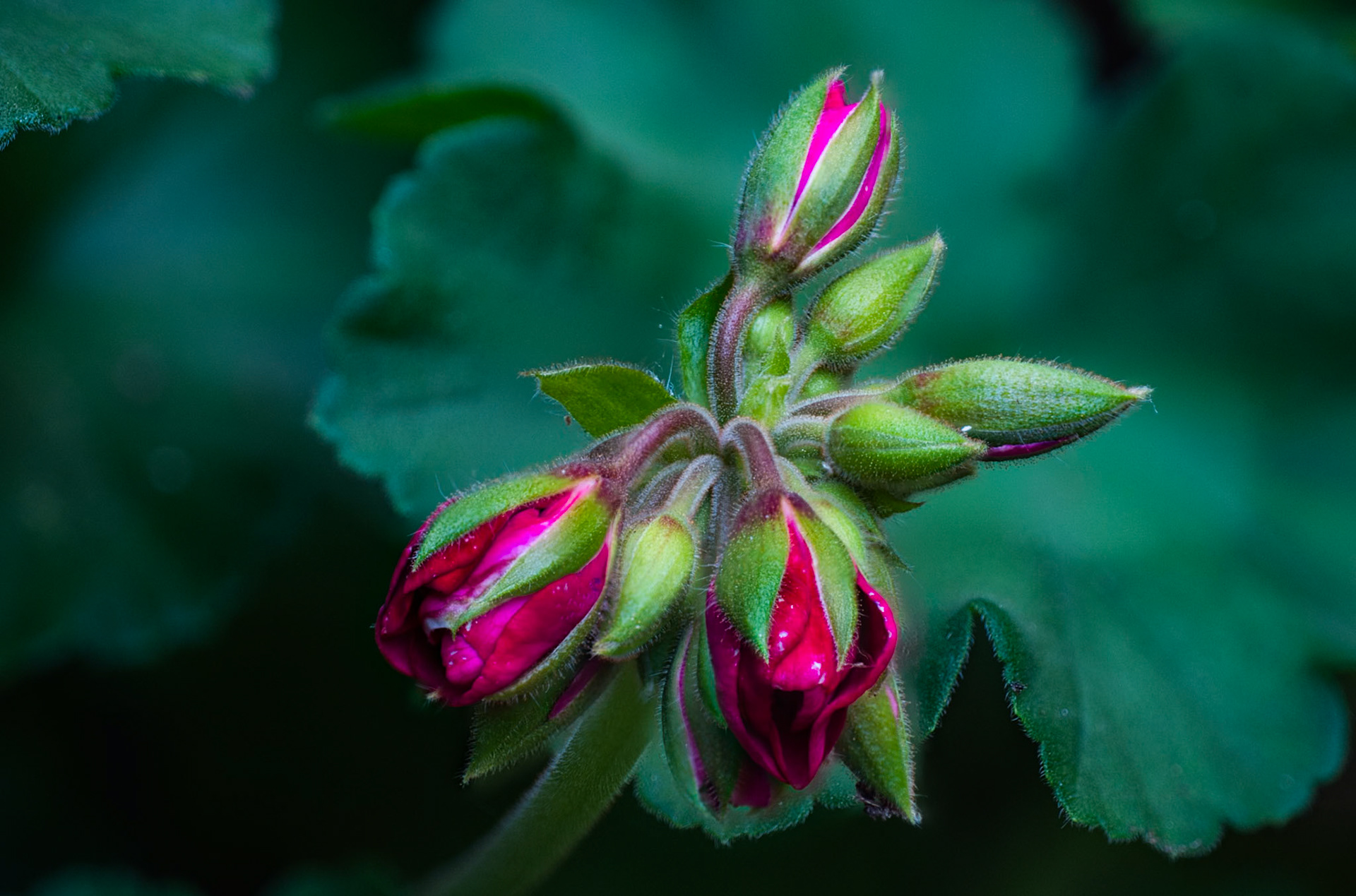 Rose Buds