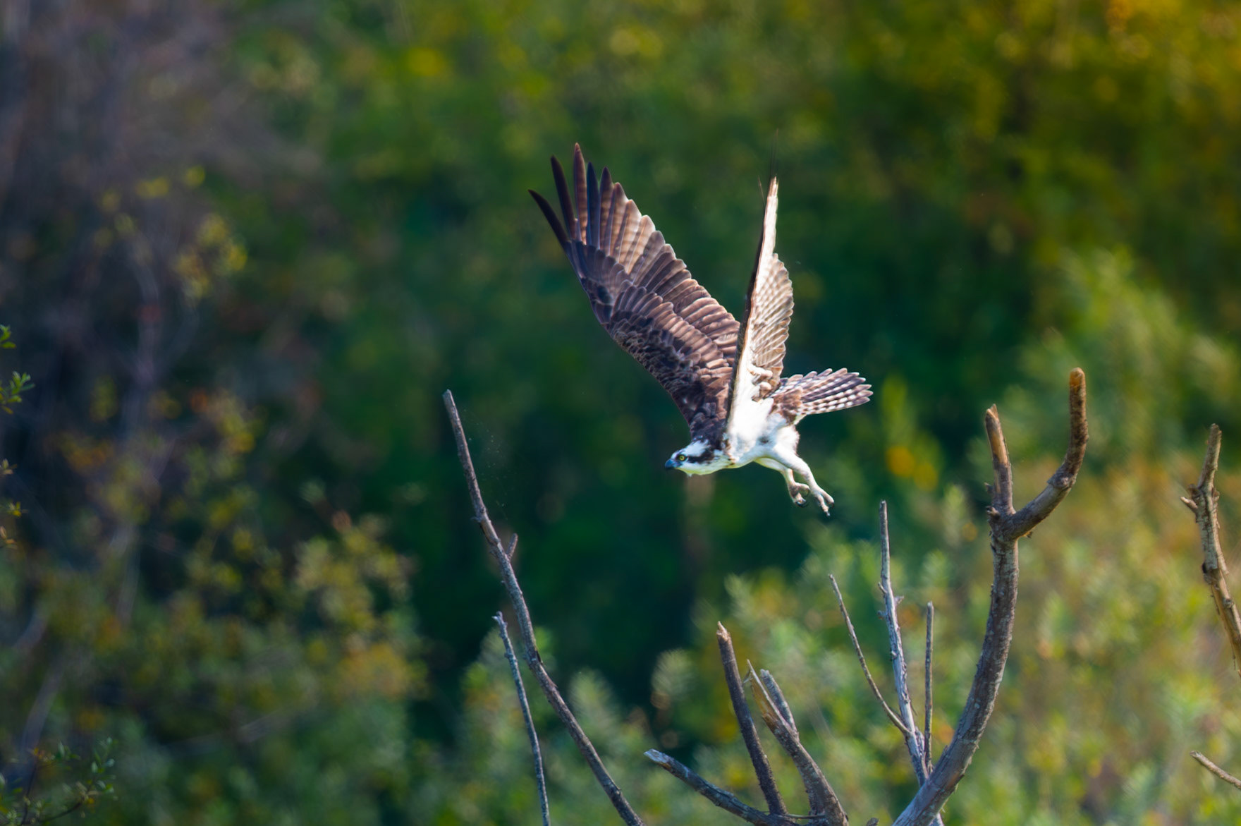 Osprey in flight