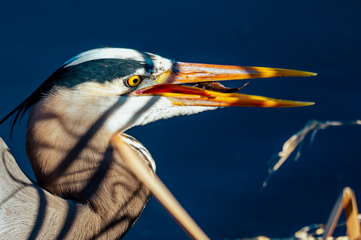 Great Blue Heron eating a fish