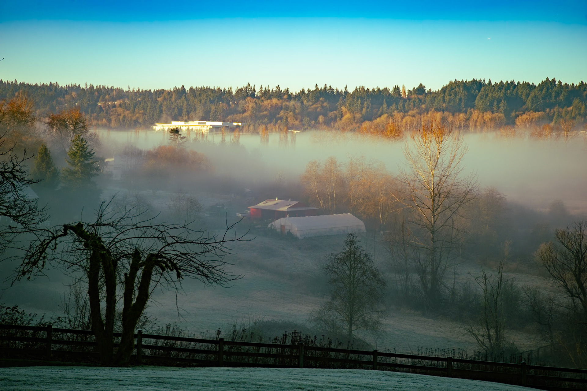 Rolling Fog in Redmond