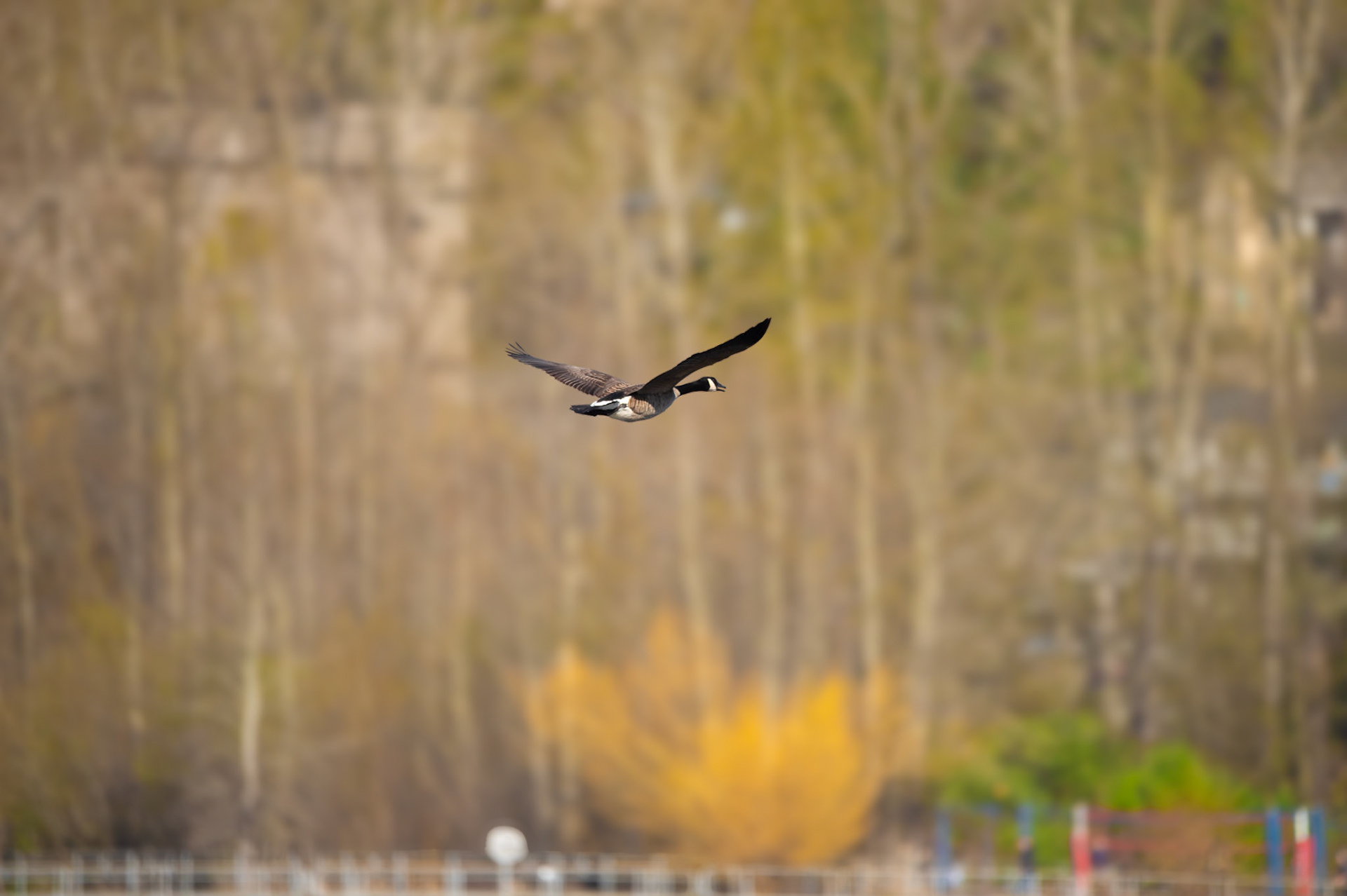 Canada Goose