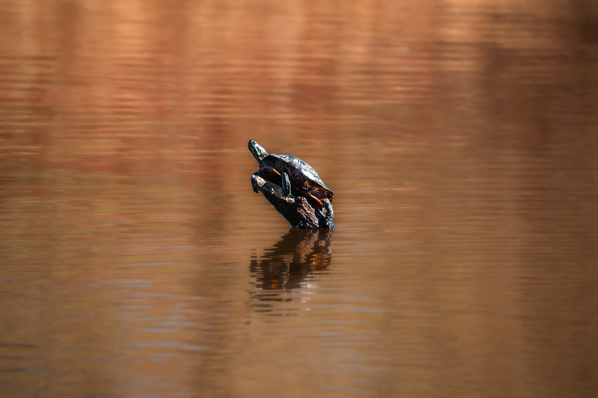 A Turtle sitting alone
