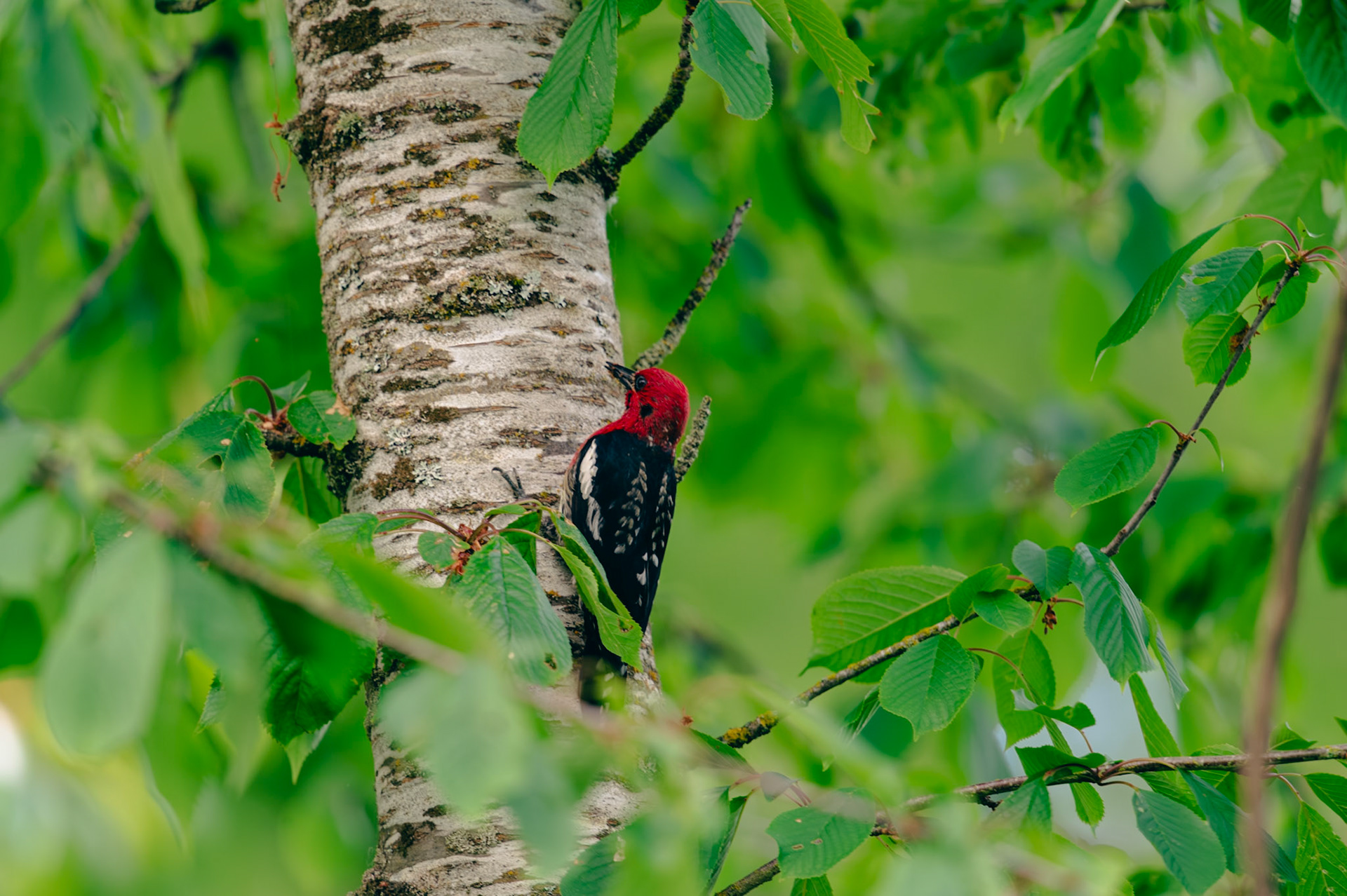 Red Breasted Sapsucker
