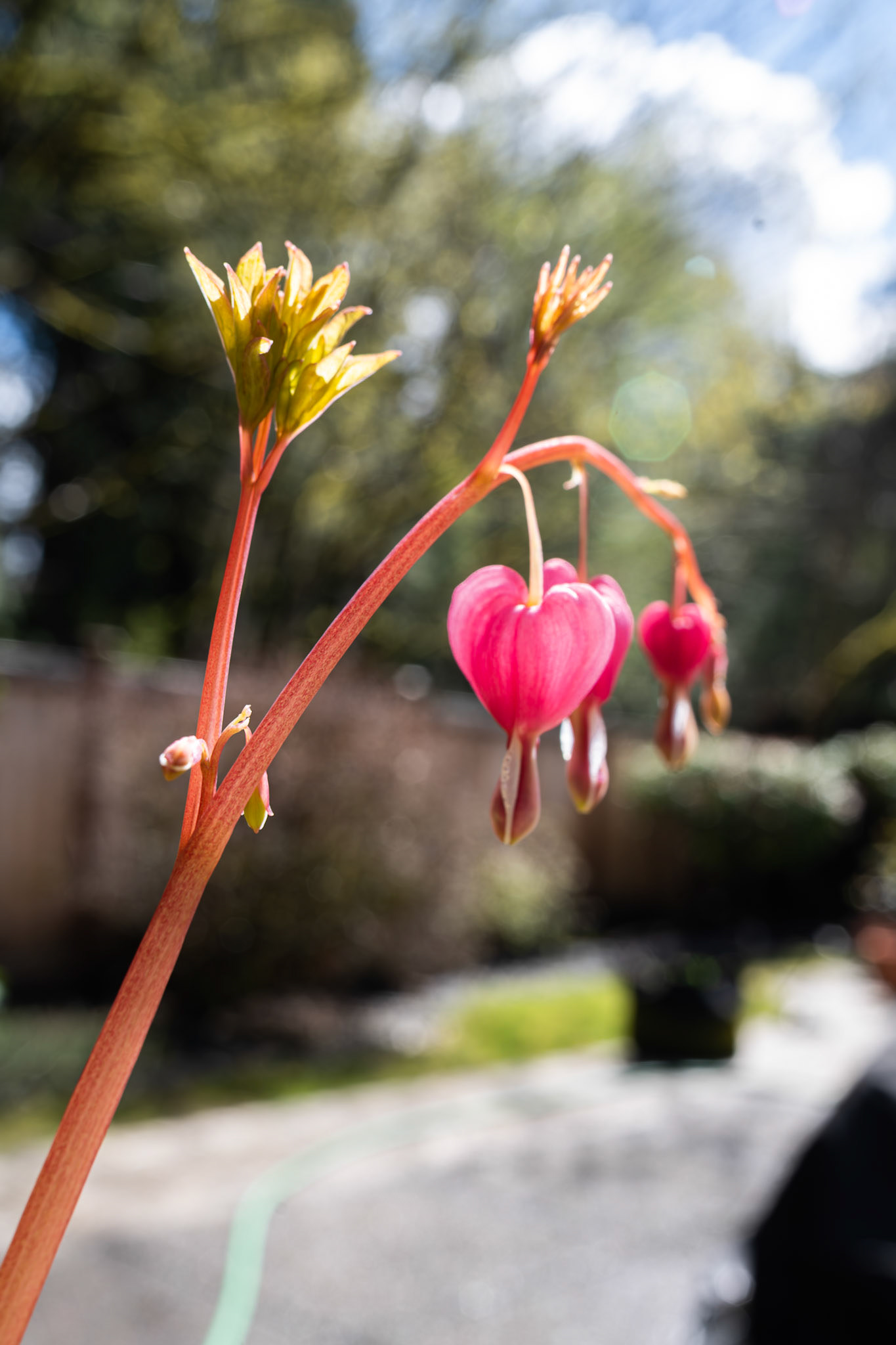 Bleeding Heart