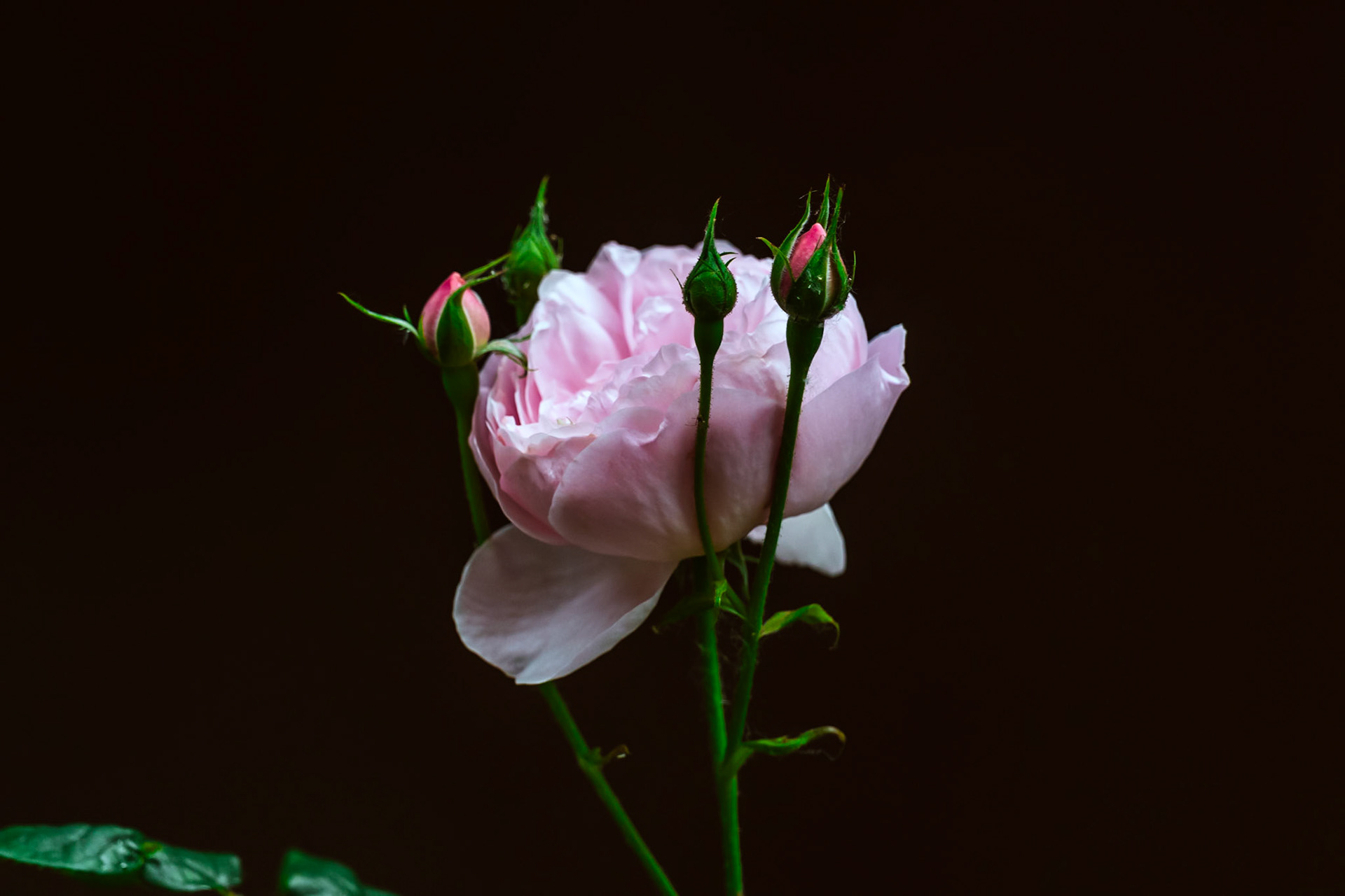 Gentle Germione (Rose)