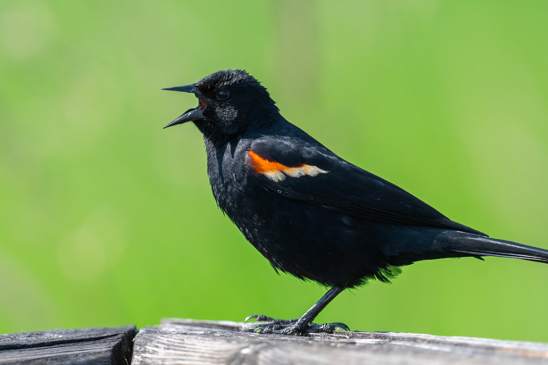 Red Winged Blackbird