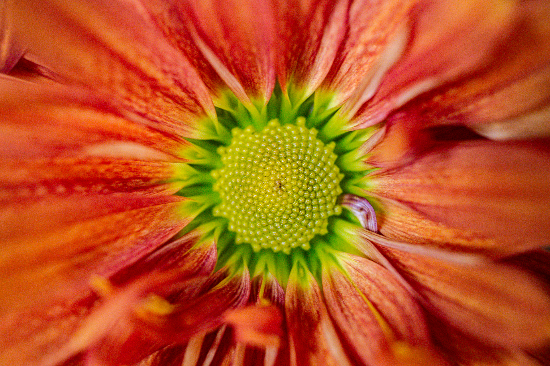 Gerbera Daisies