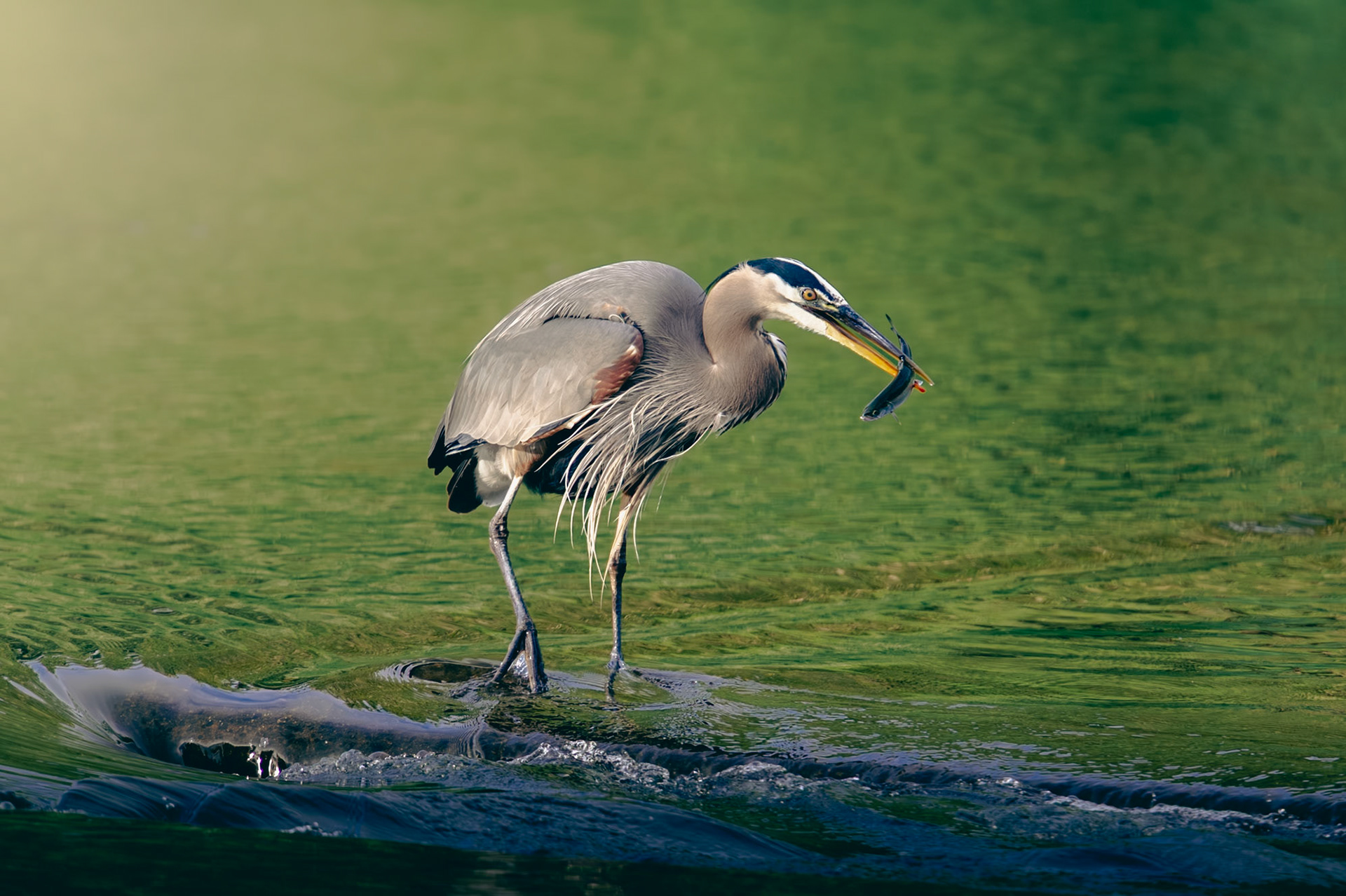 Heron catching a fish