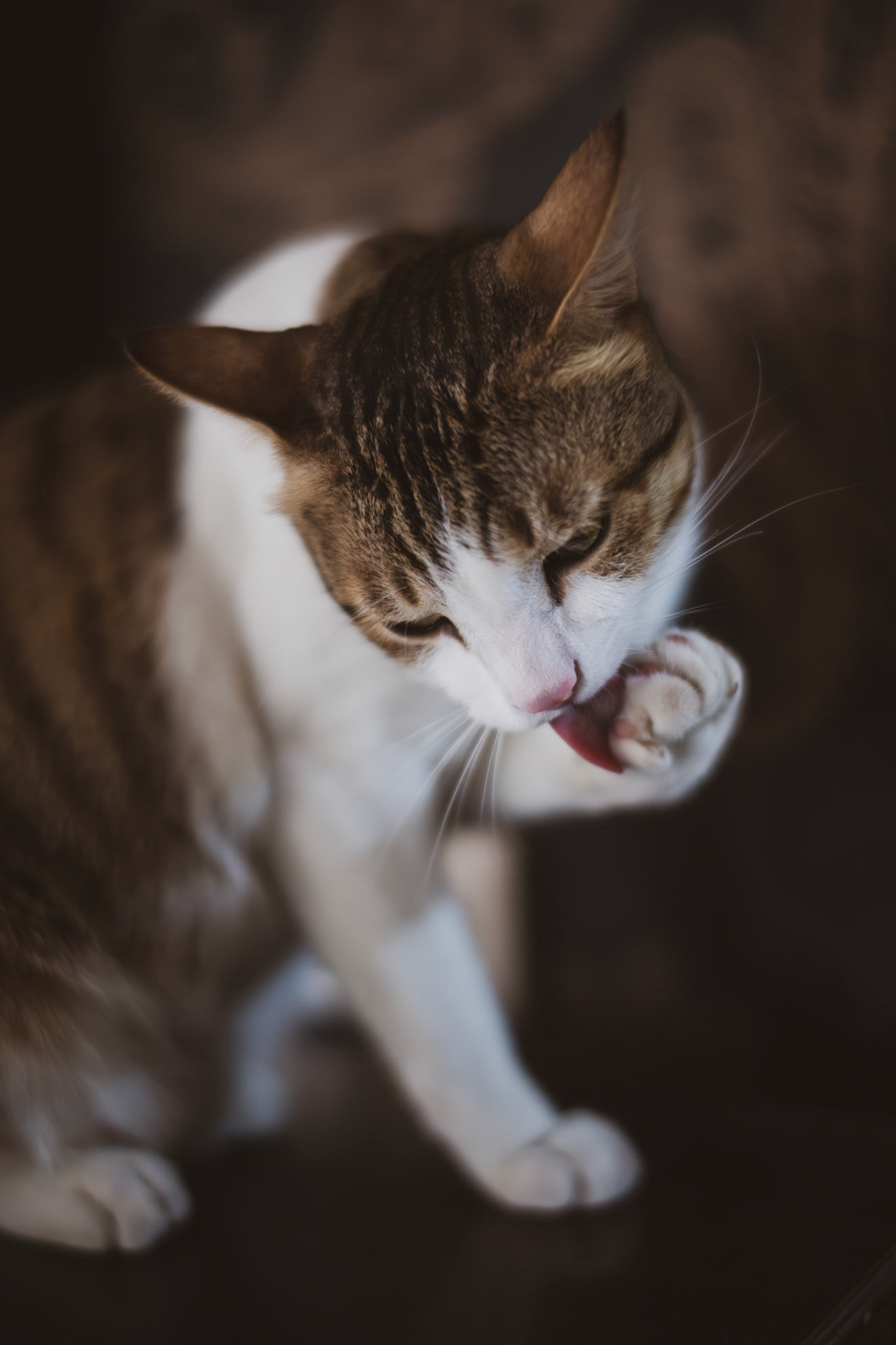 Sheru the cat