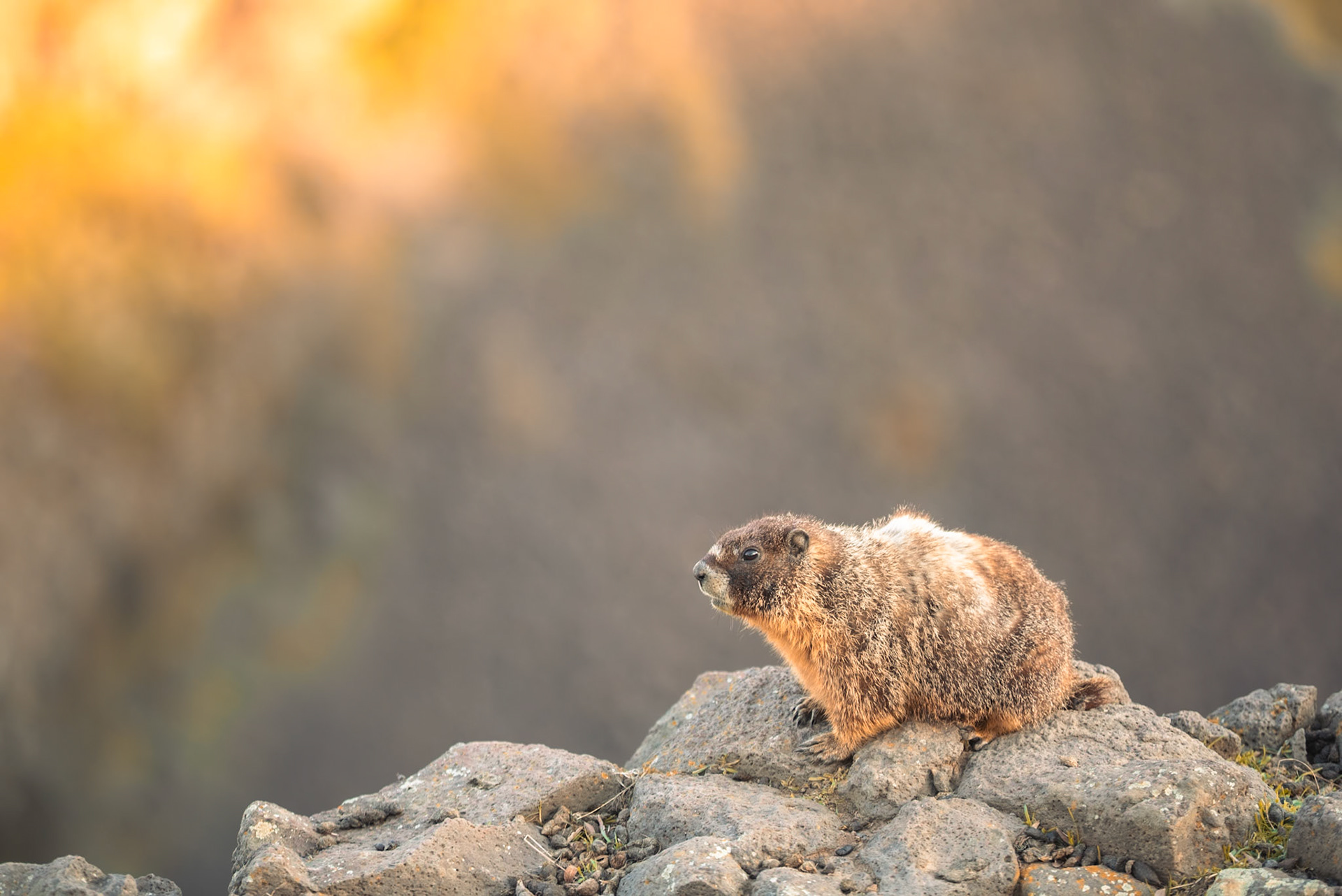 Marmot