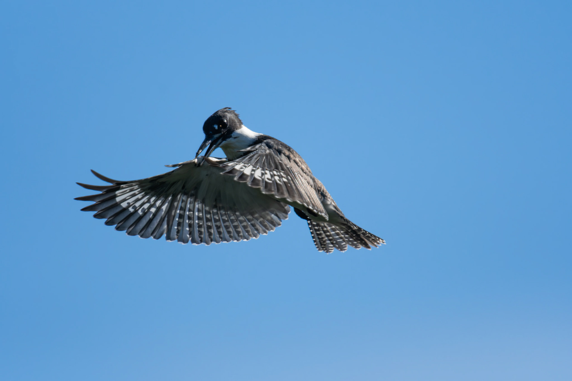 Belted Kingfisher in hover