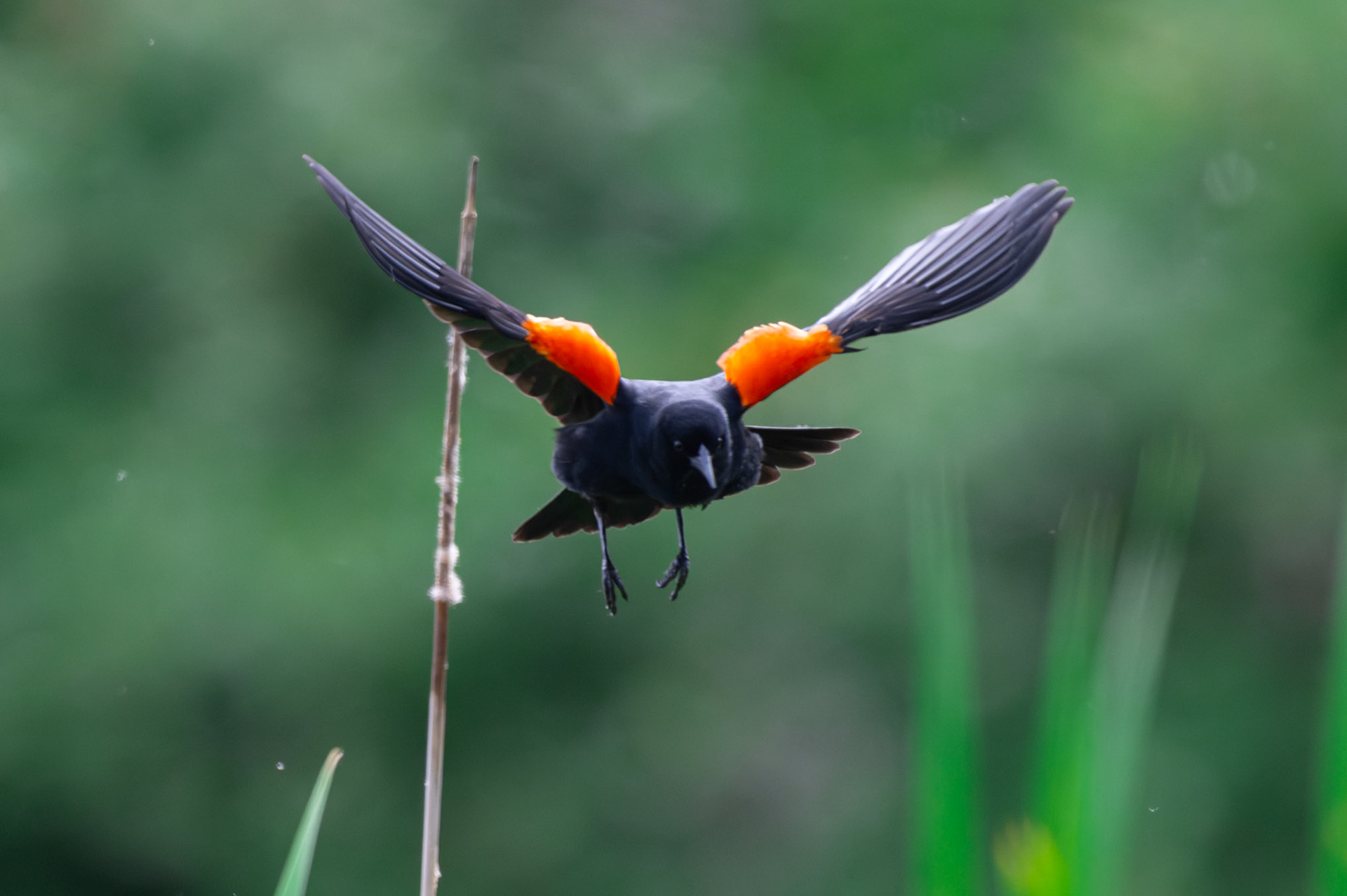 Red Winged Blackbird