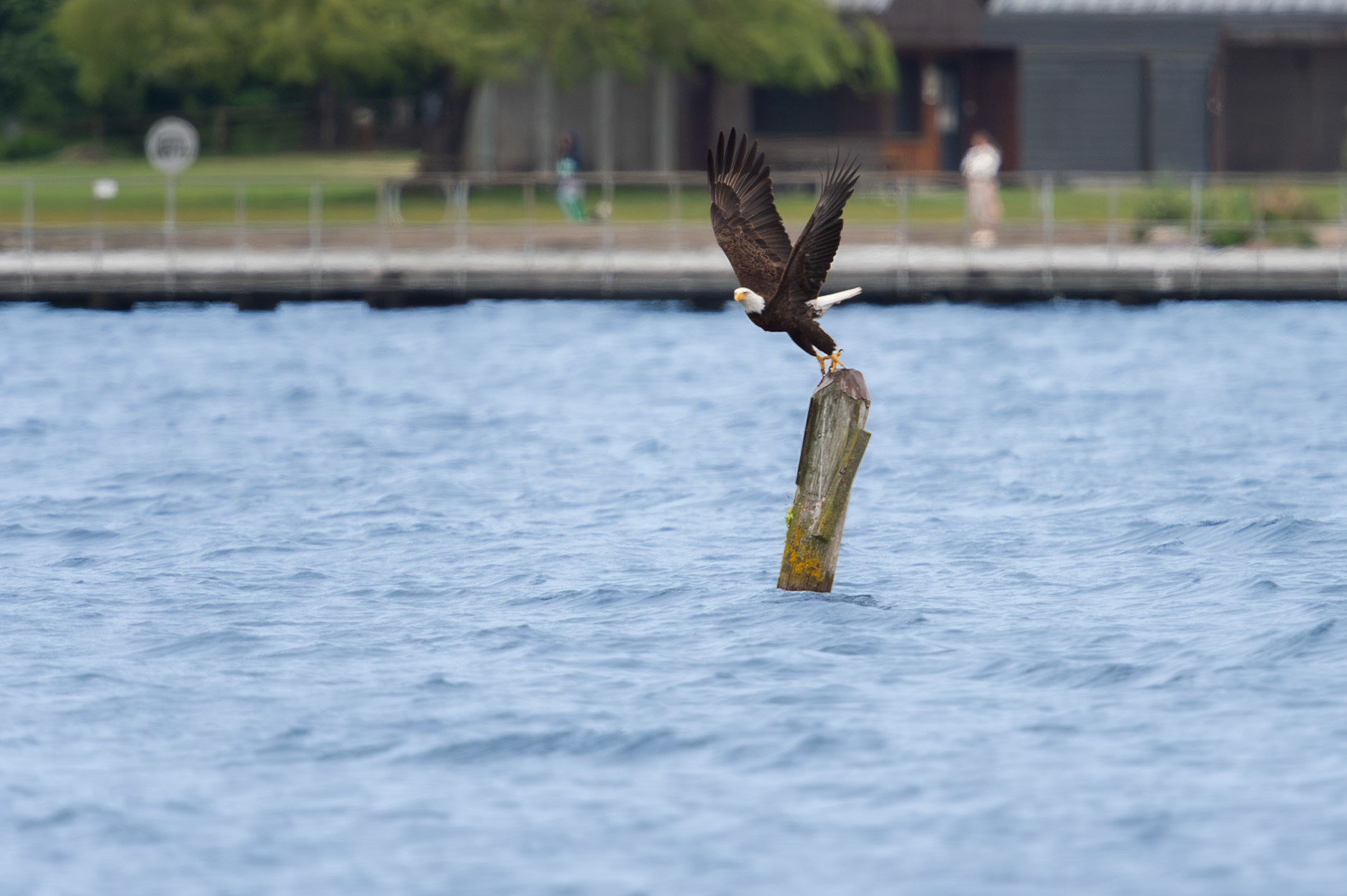Bald Eagle Taking off
