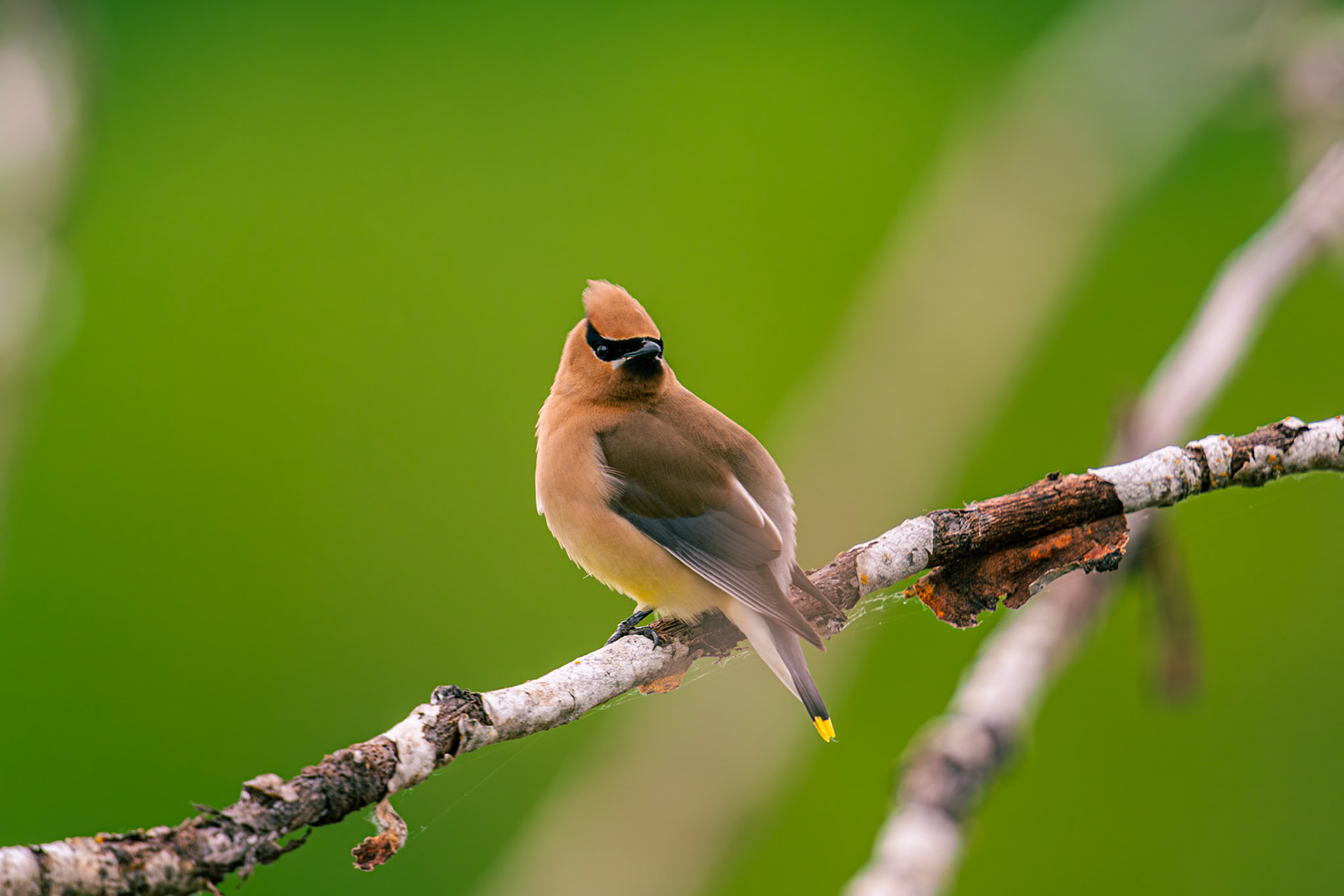 Cedar Waxwing