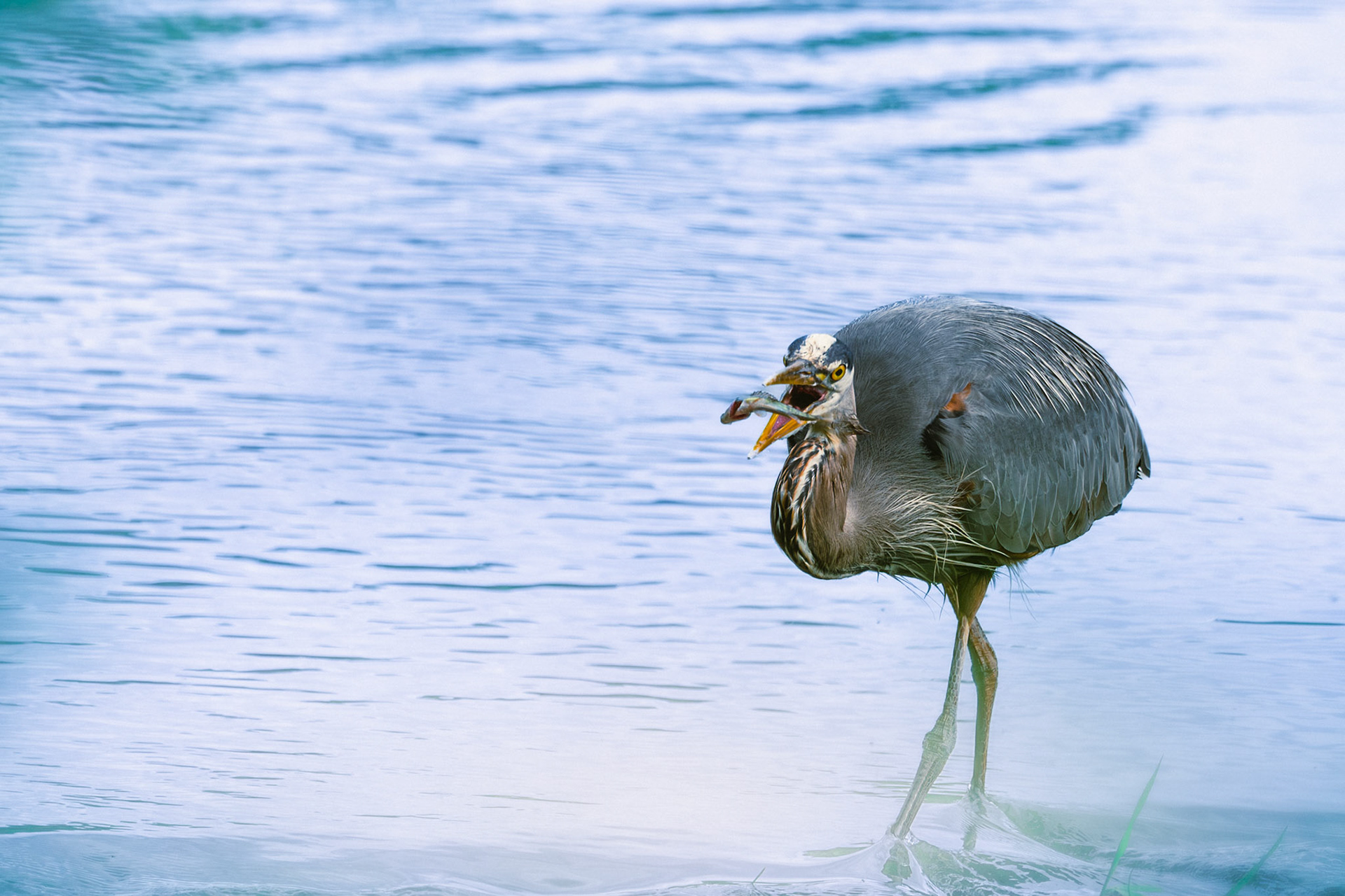 Blue heron with a fish