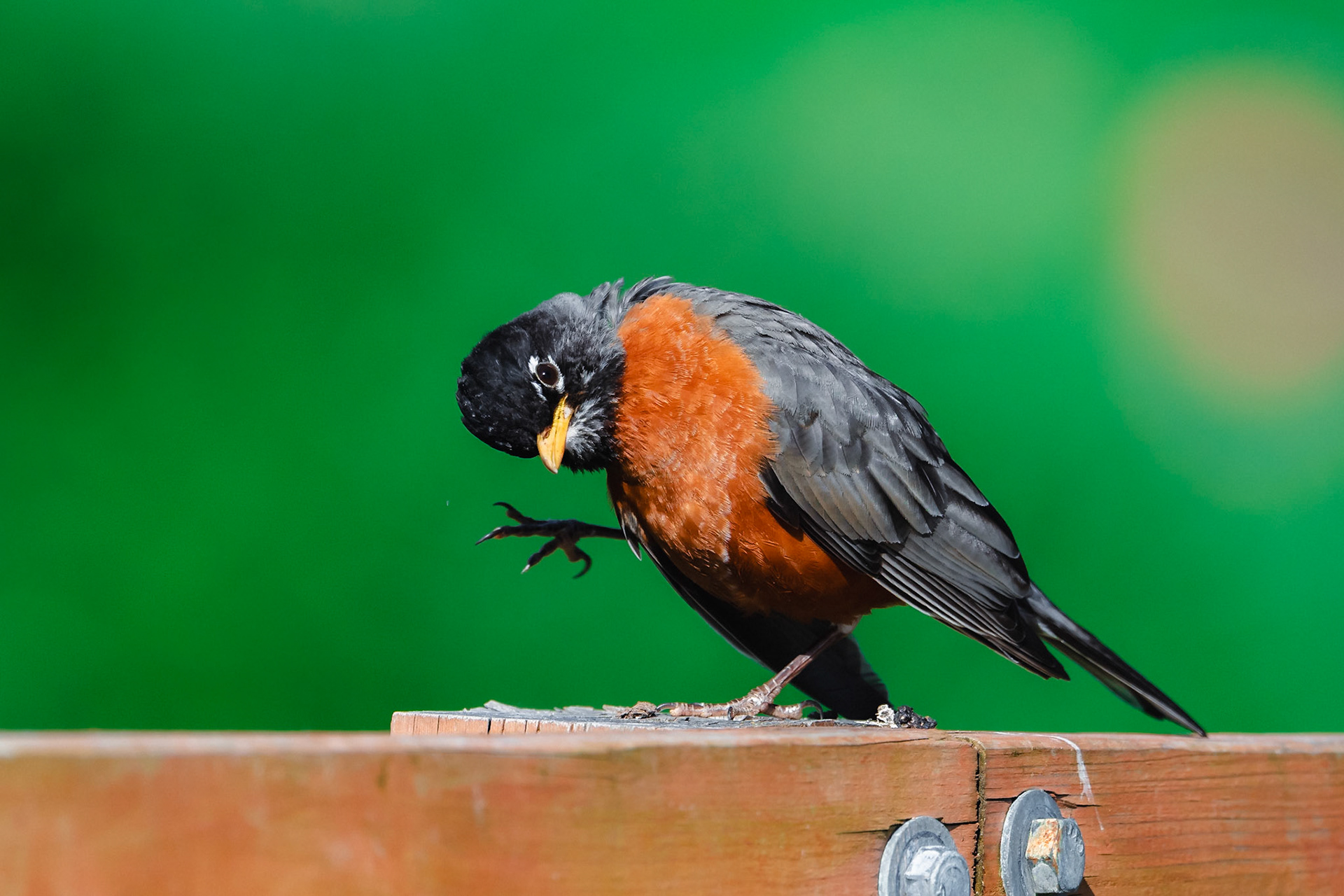 American Robin