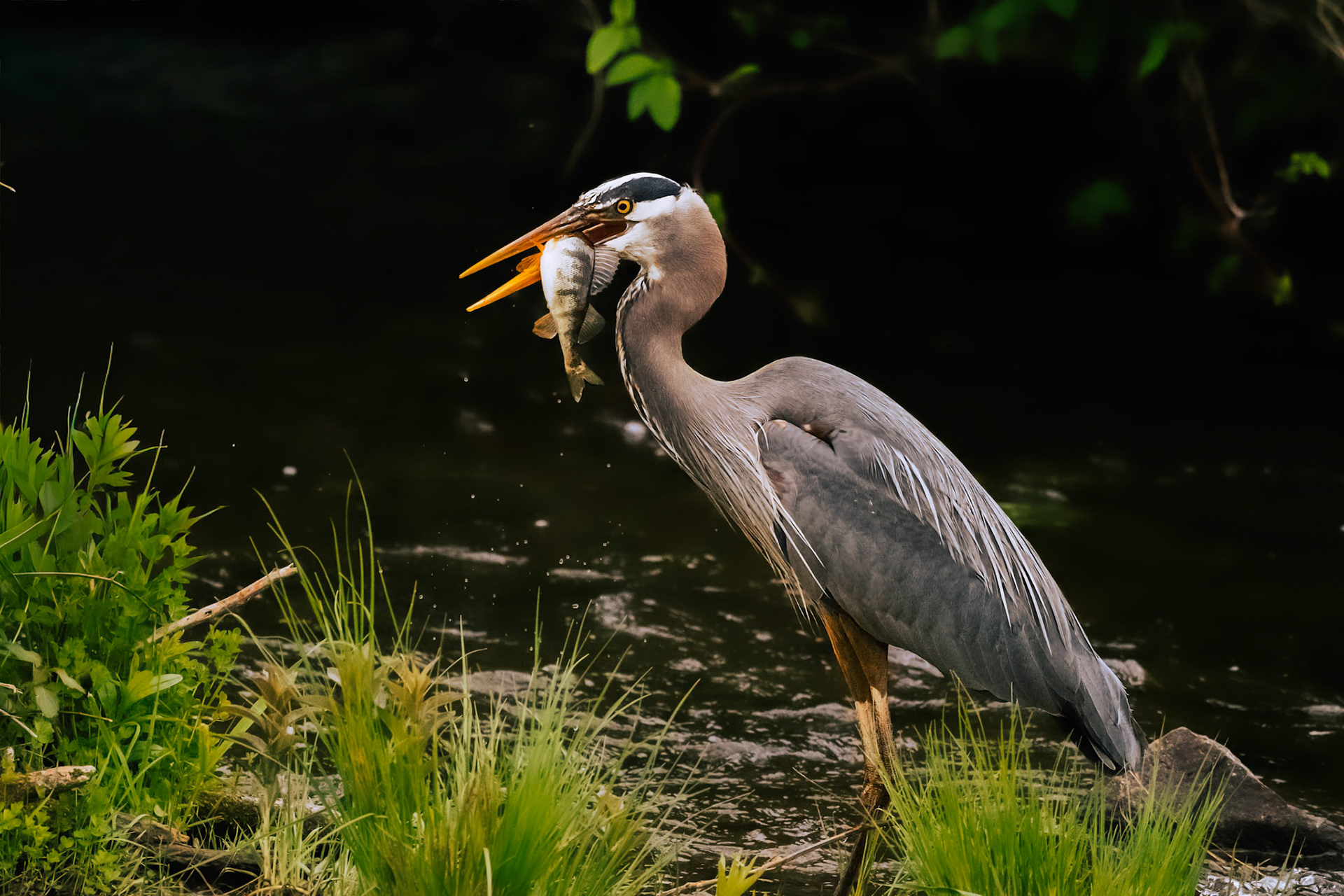 Great Blue Heron with a fish