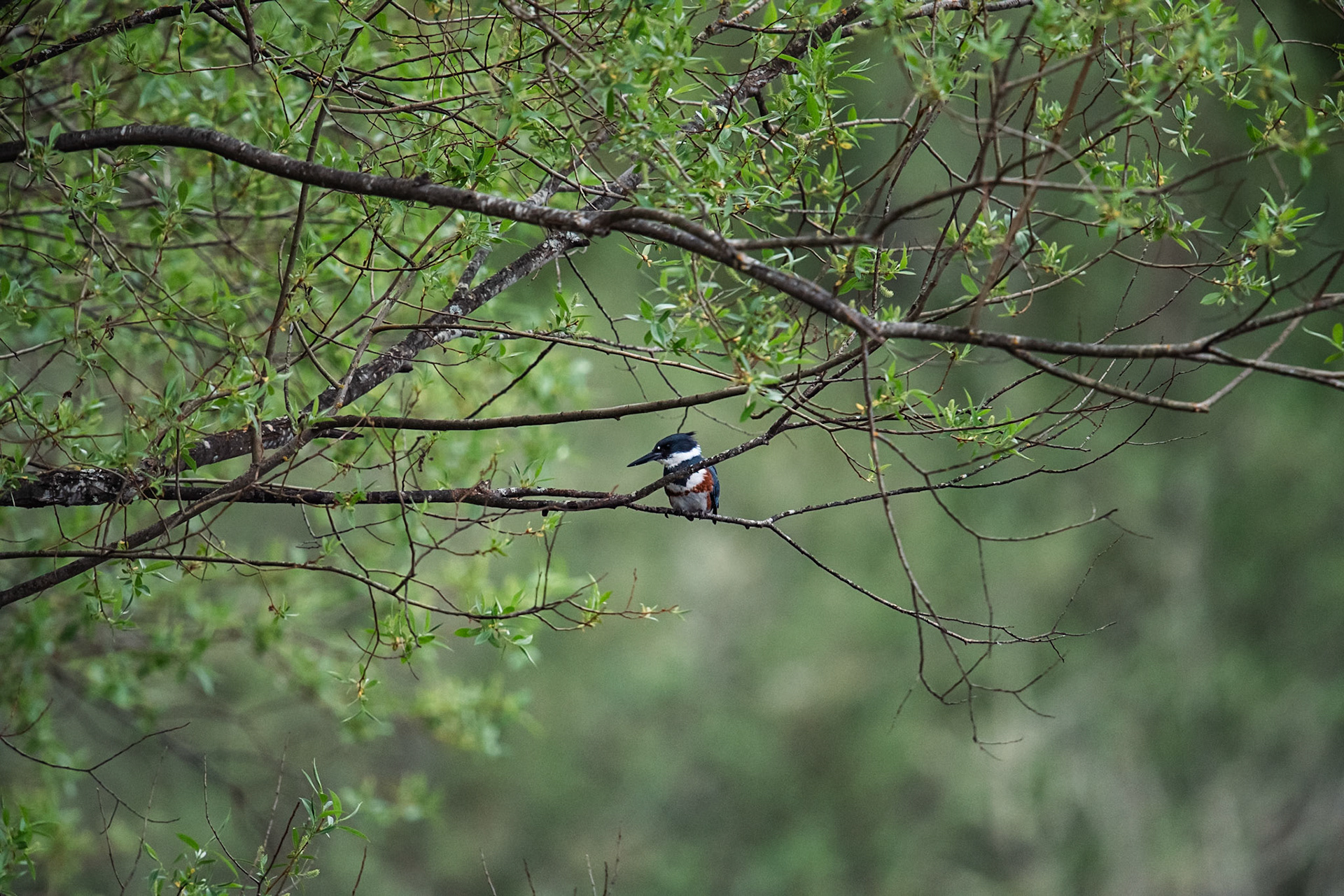 Belted Kingfisher