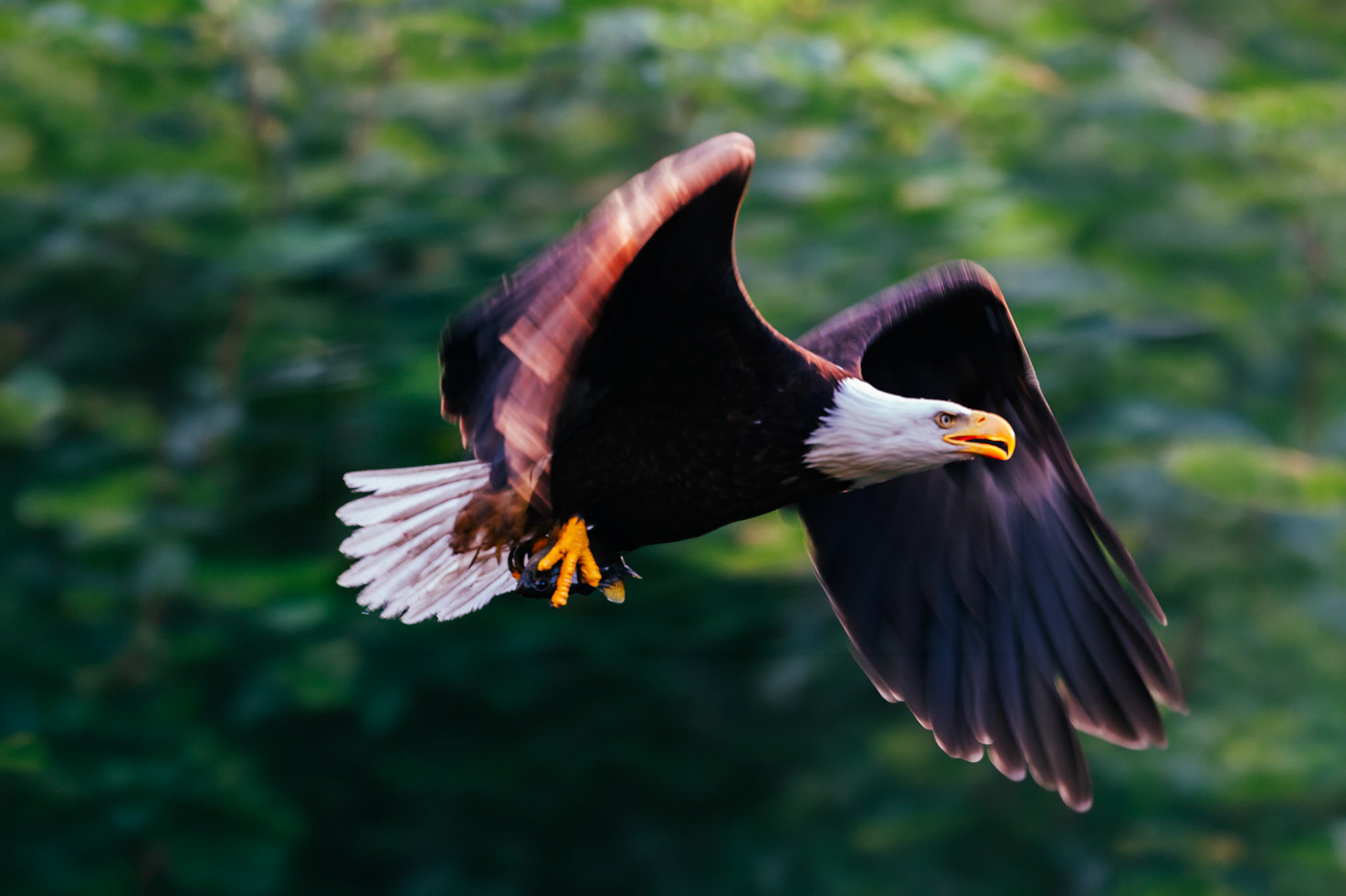 Bald Eagle in flight with a fish