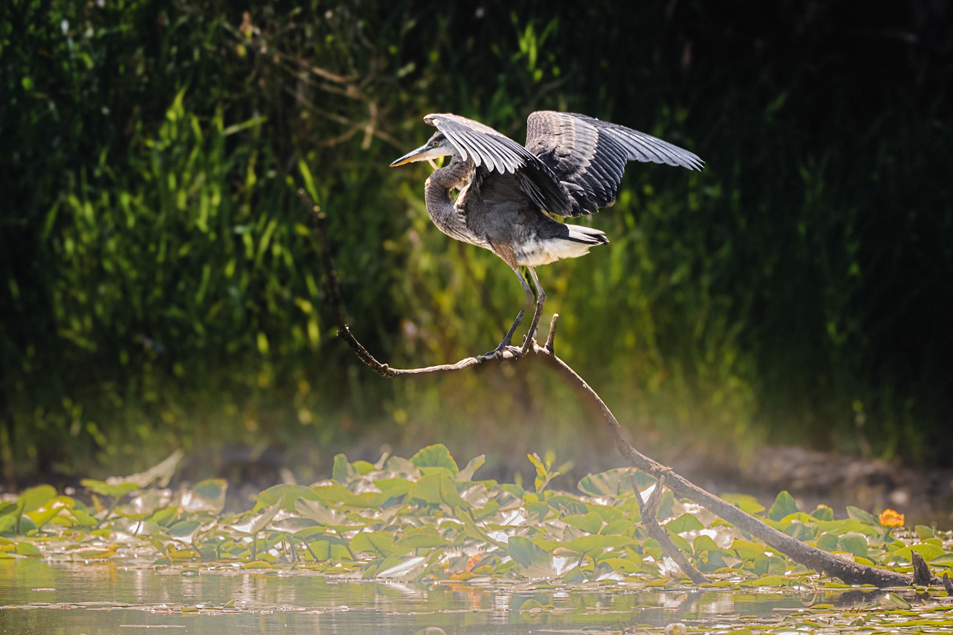 Heron in River Sammamish
