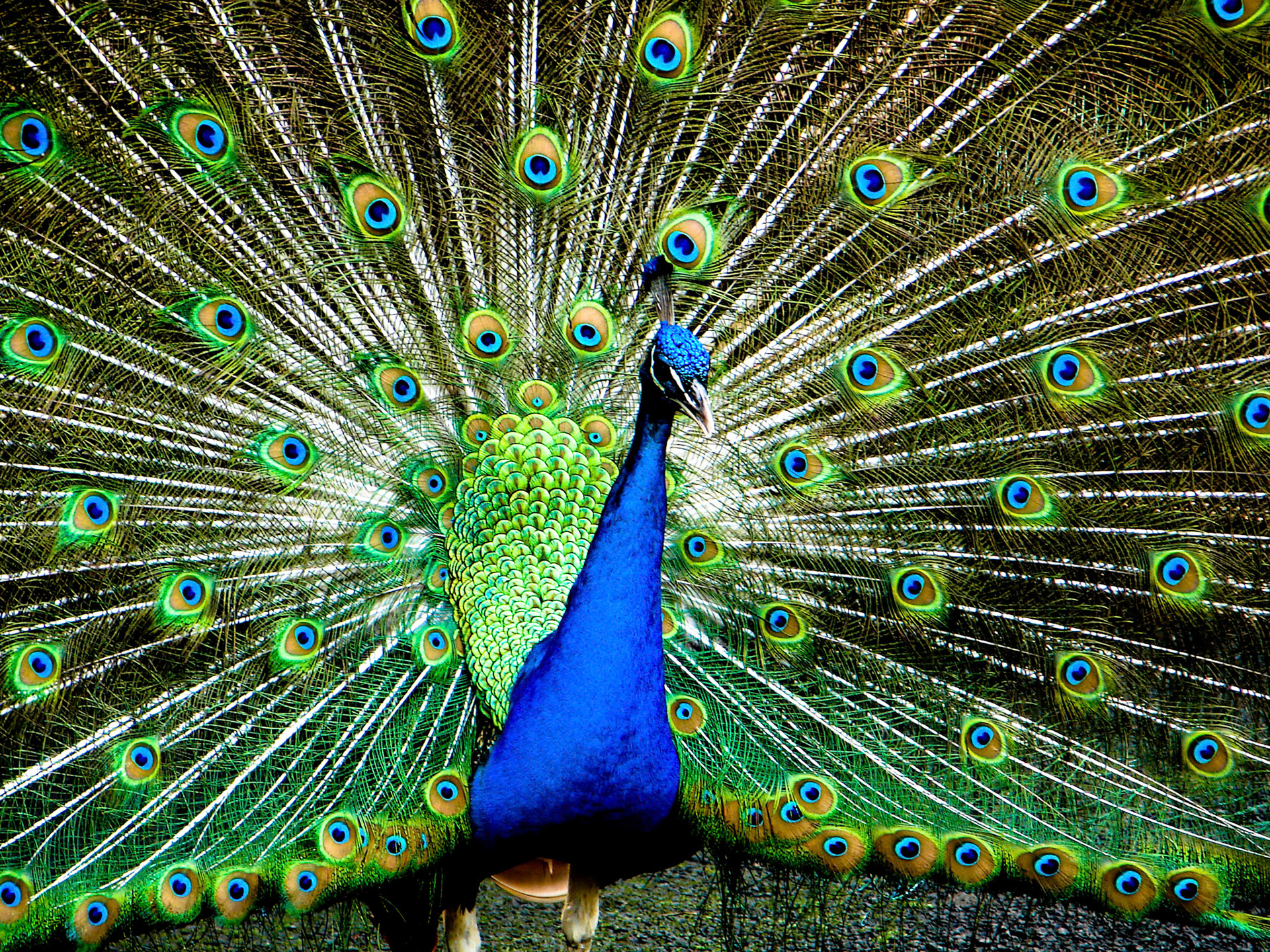 Peacock