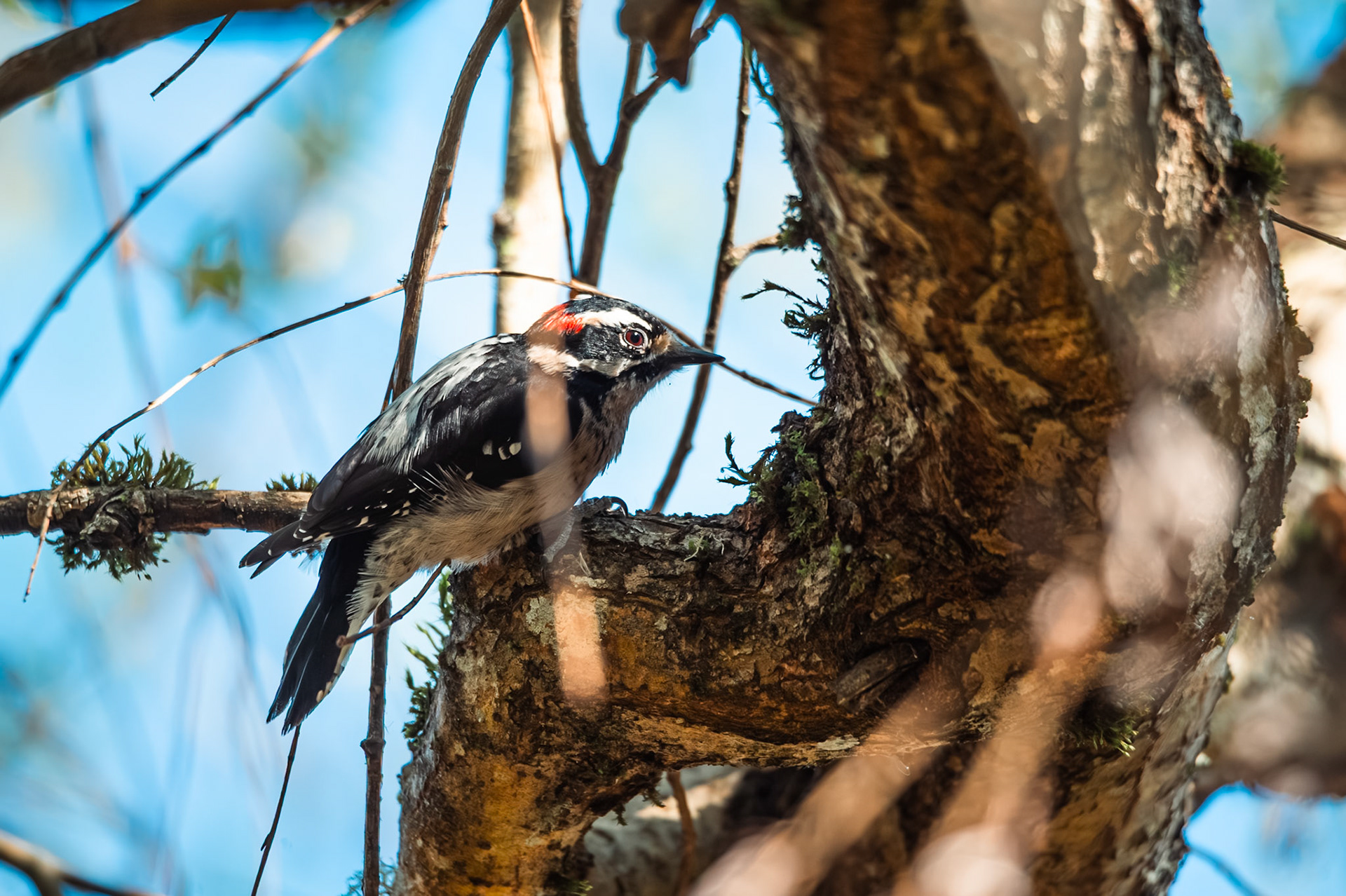 Downy Woodpecker