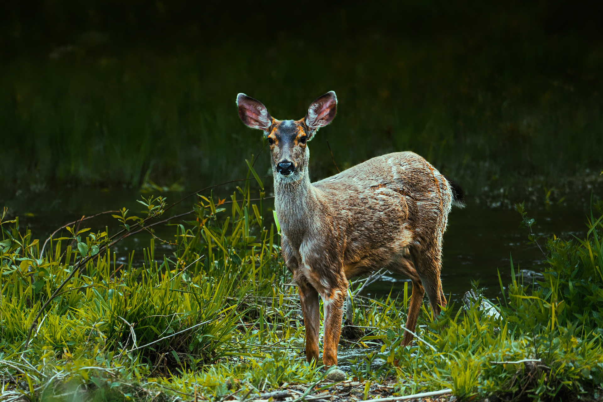 Deer
