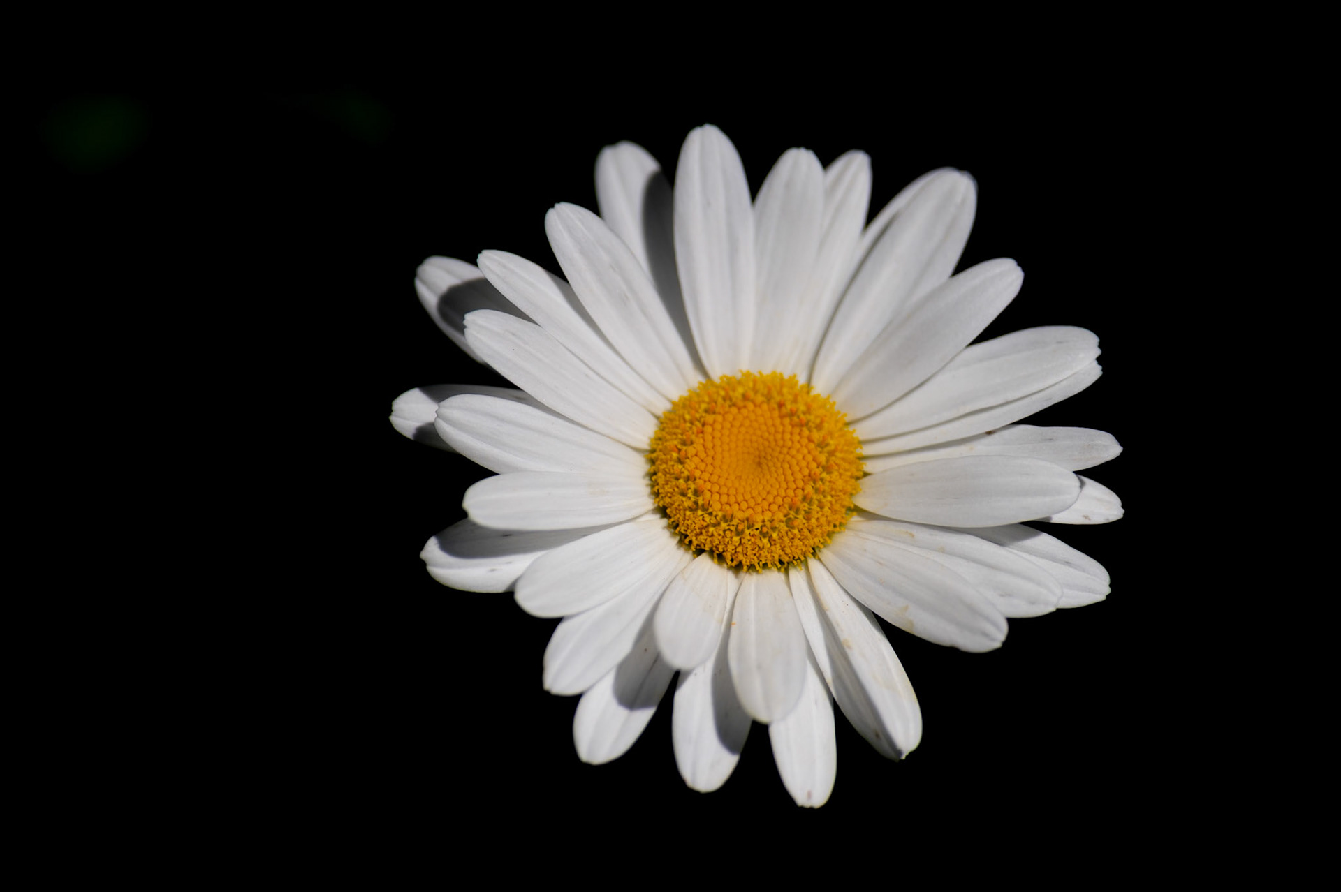 Shasta Daisies