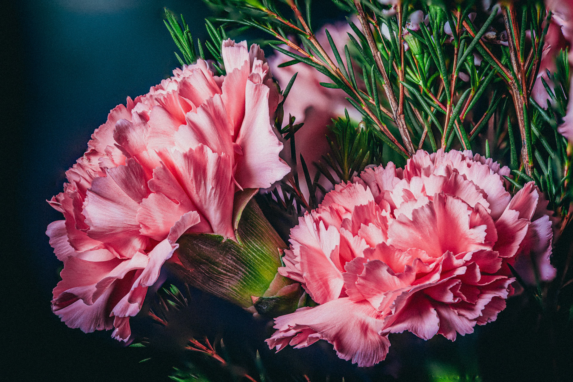 Carnations