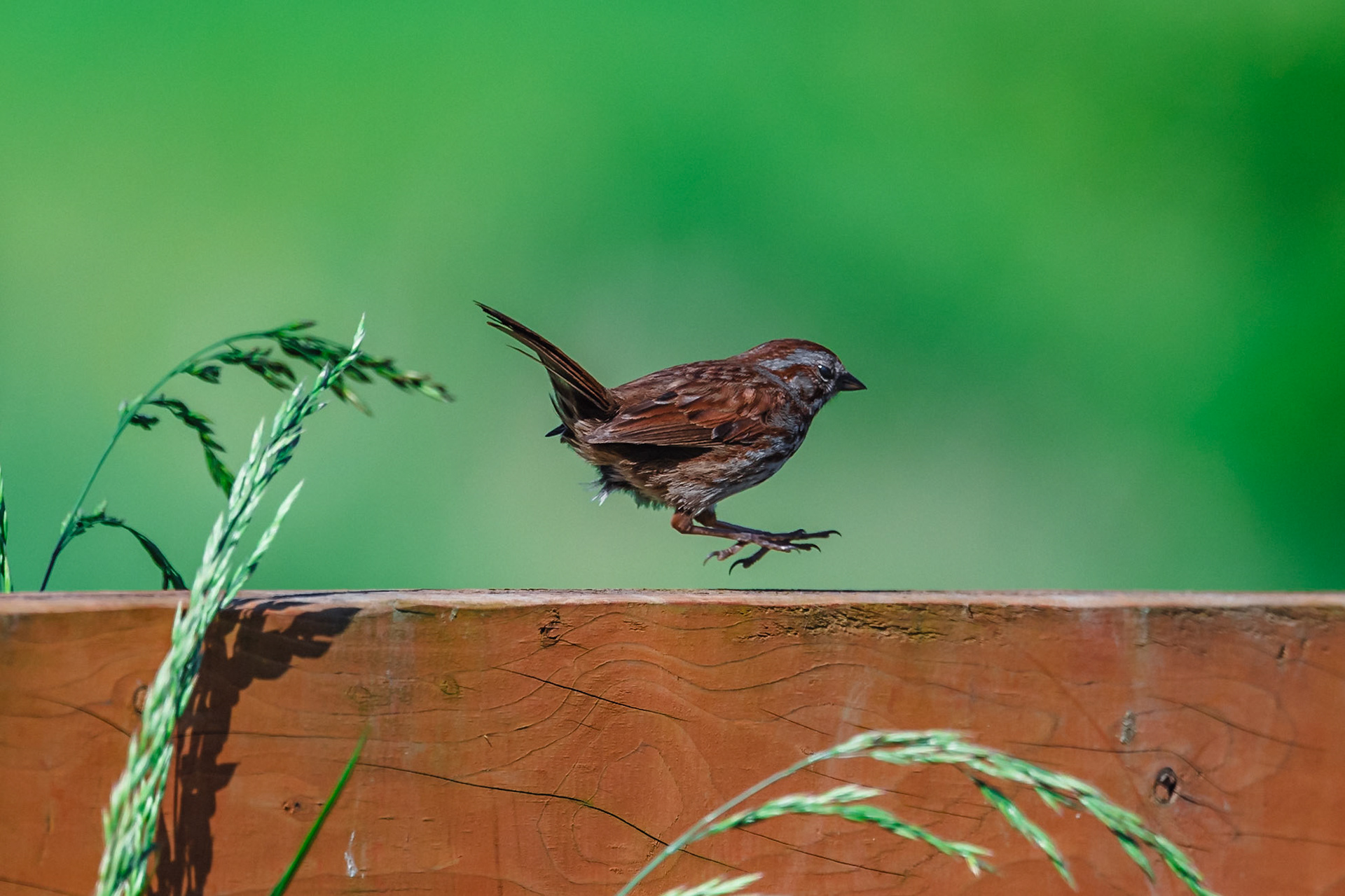 Sparrow hopping along