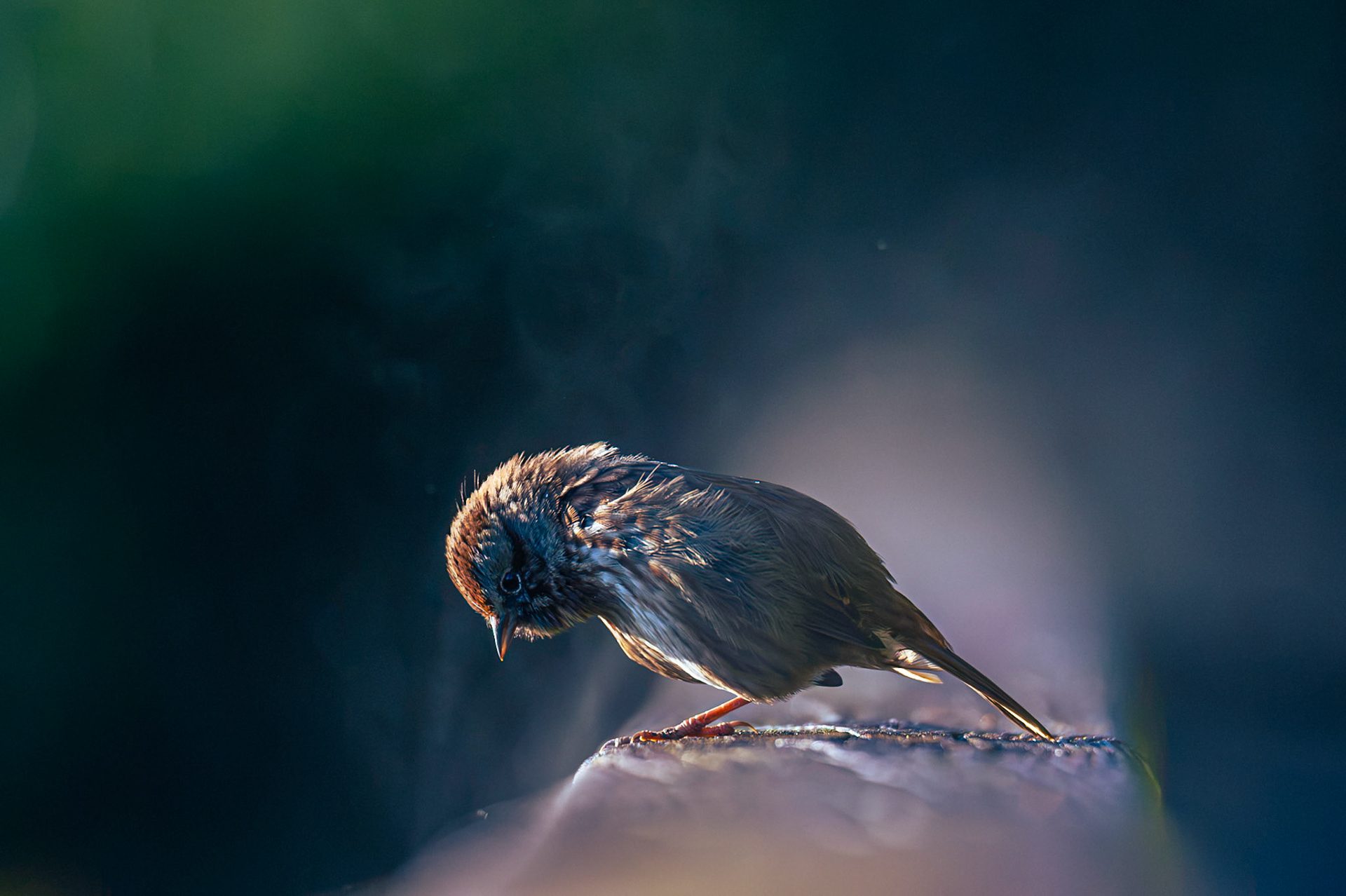 Song Sparrow