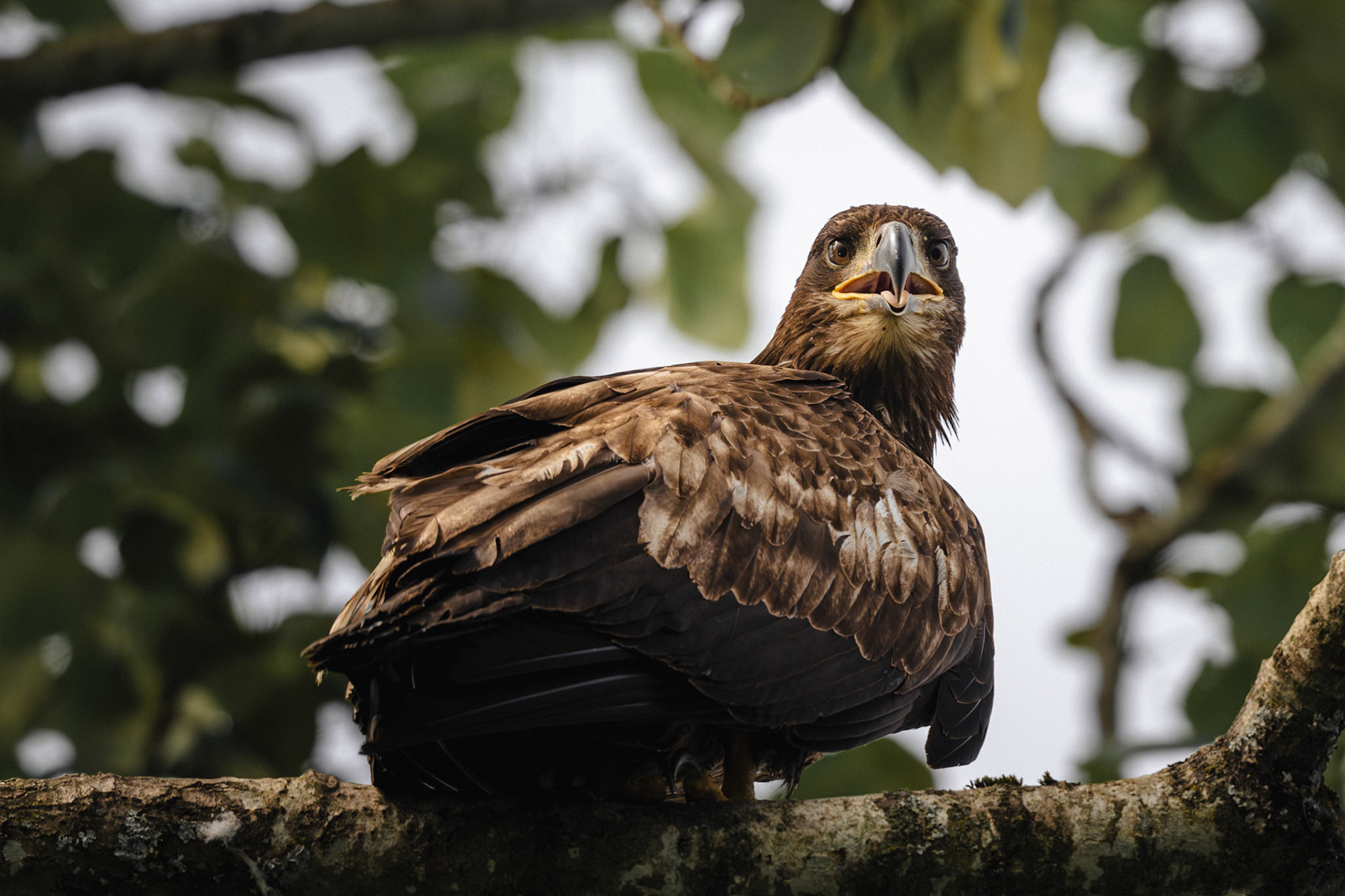 Juvenile Bald Eagle