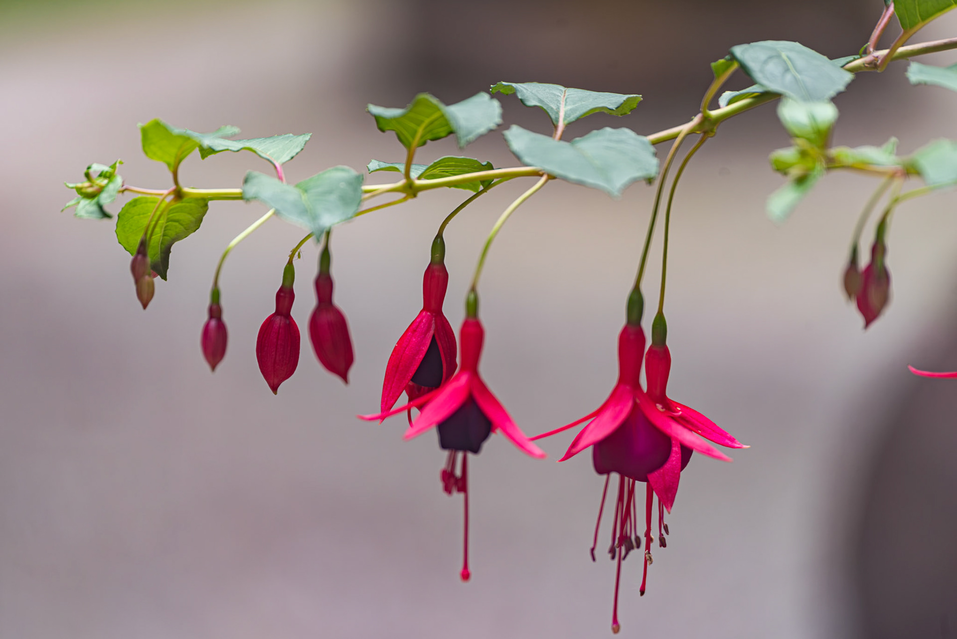 Fuschia