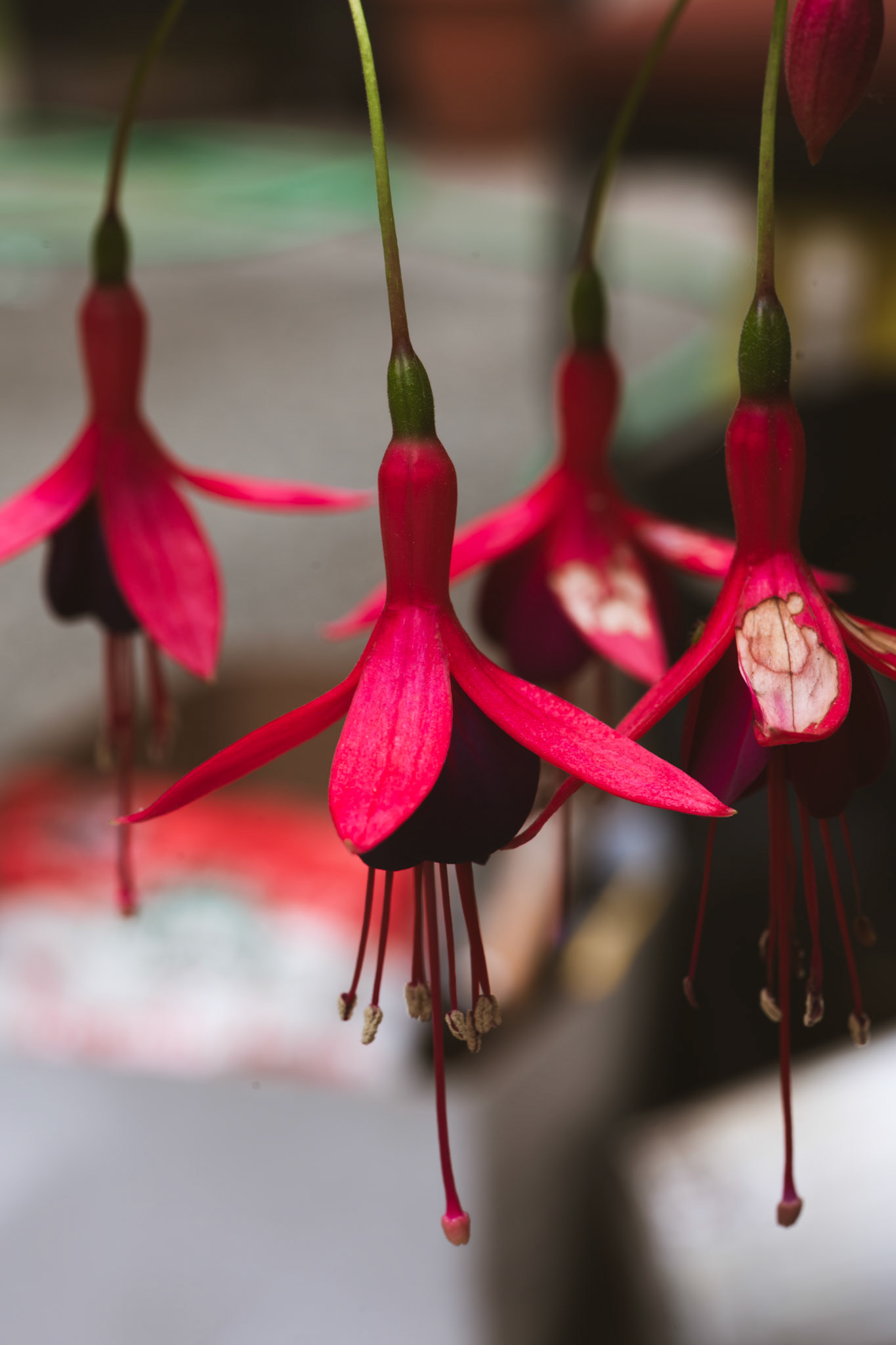 Fuschia (Black Prince)